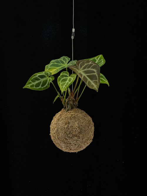 Kokedama di Anthurium 'Silver Blush' - dettaglio - KOI KOI Milano
