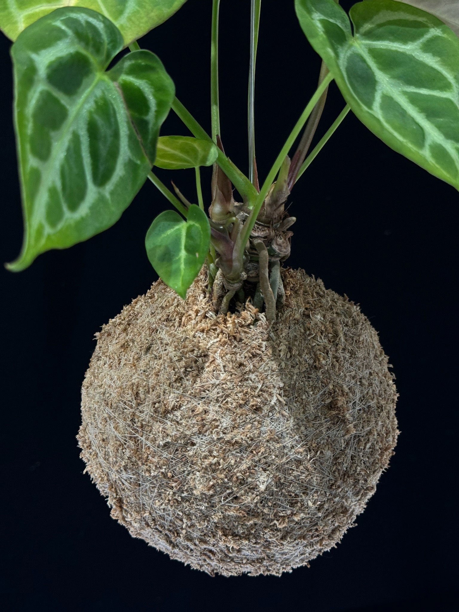Kokedama di Anthurium 'Silver Blush' - Atelier KOI KOI Milano