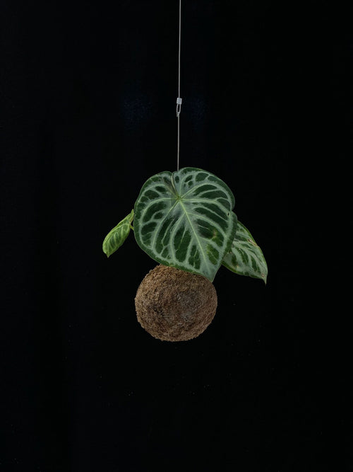 Kokedama di Anthurium crystallinum - Atelier KOI KOI Milano