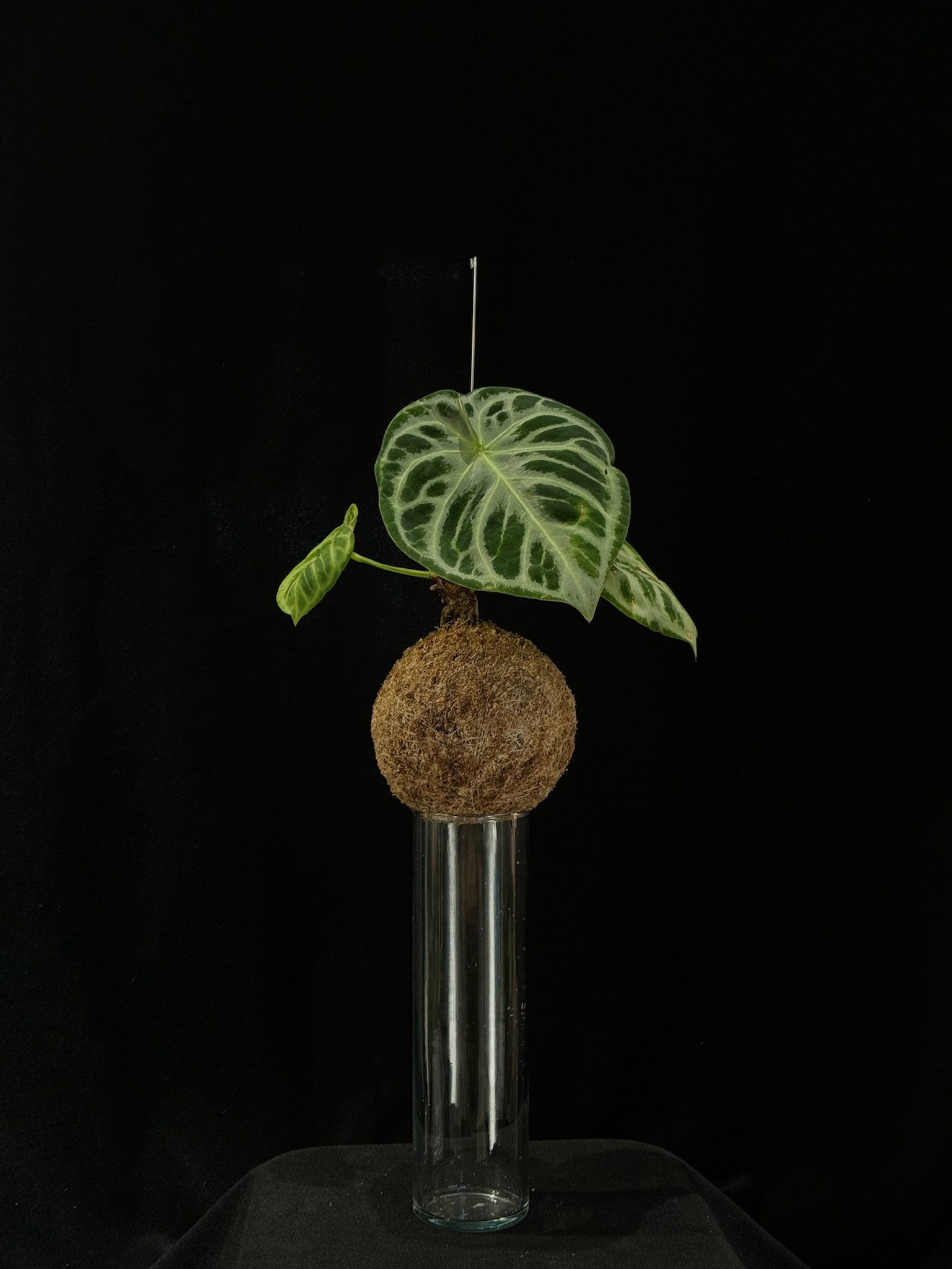 Kokedama di Anthurium crystallinum - dettaglio - KOI KOI Milano