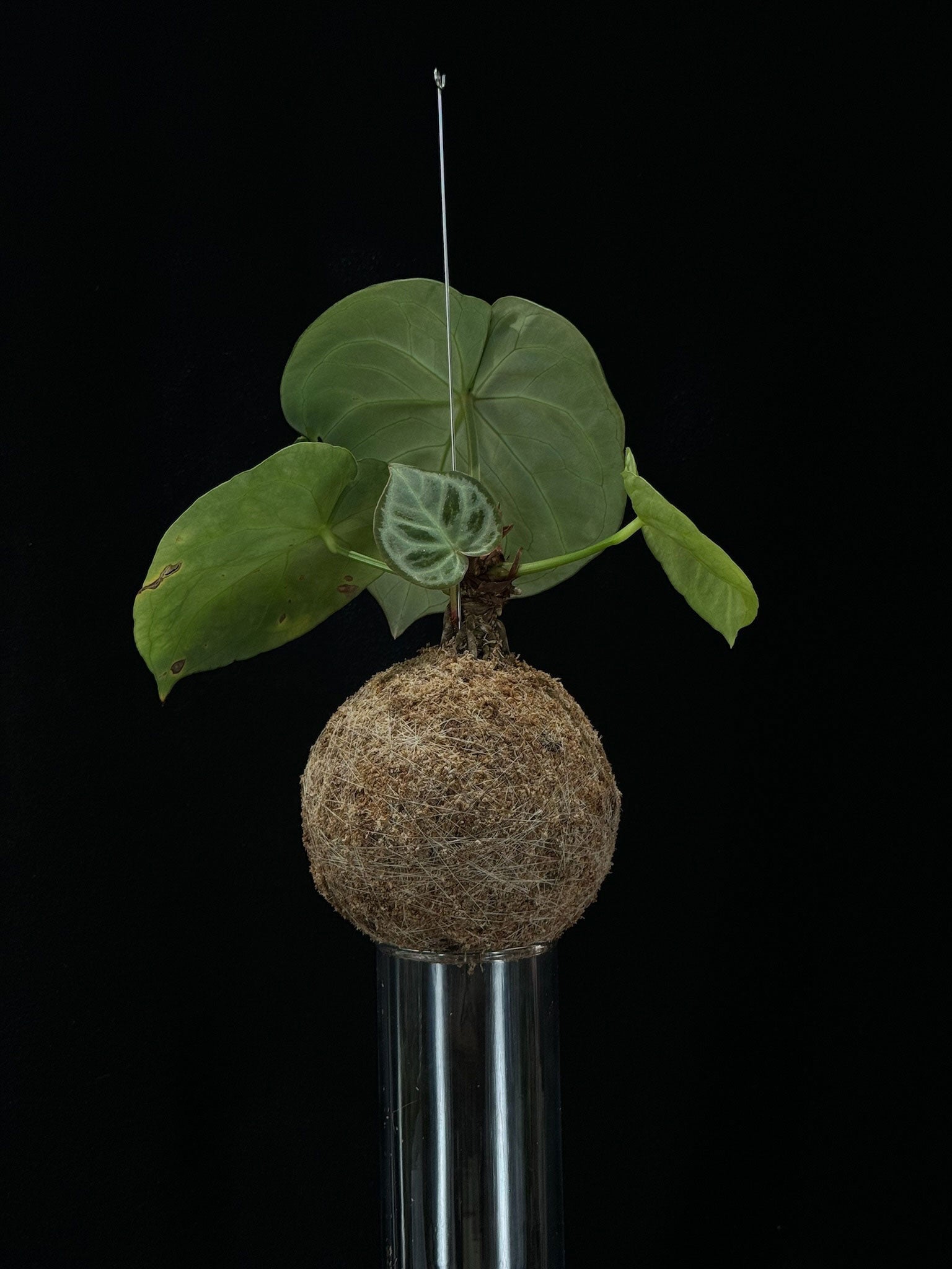 Kokedama di Anthurium crystallinum - dettaglio - KOI KOI Milano