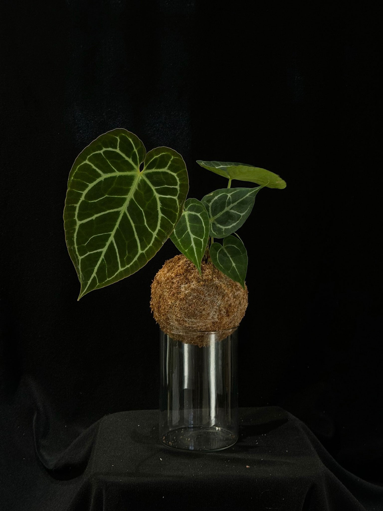 Kokedama di Anthurium magnificum - Atelier KOI KOI Milano