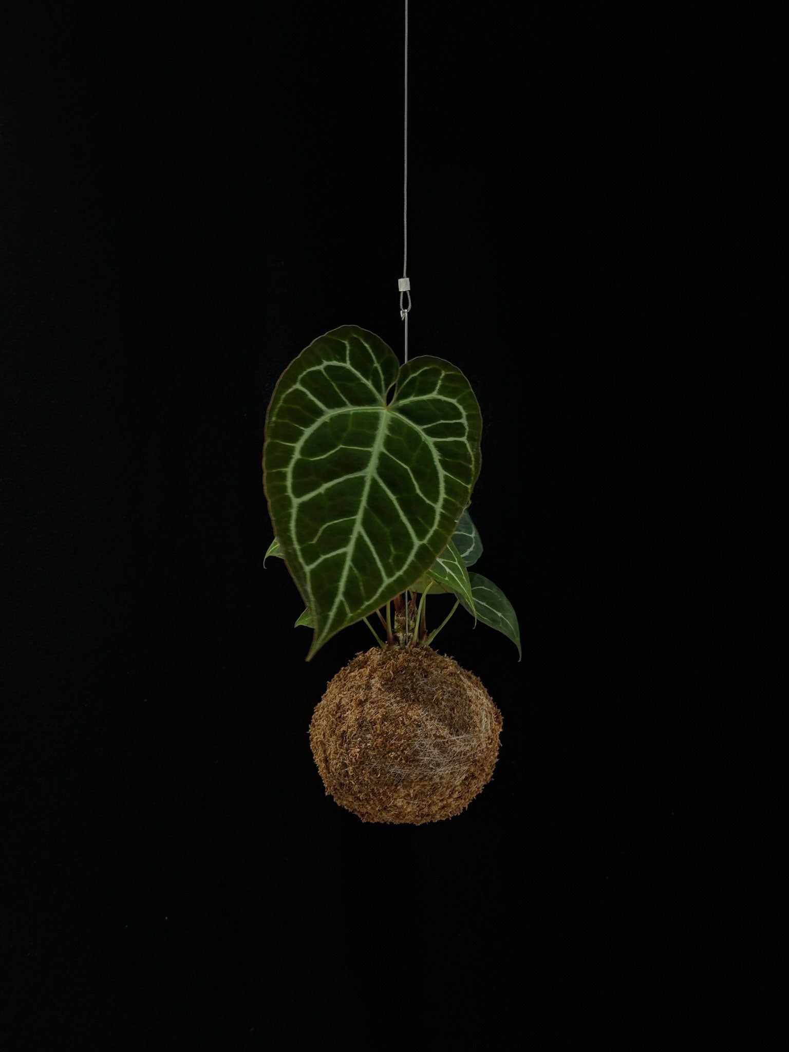 Kokedama di Anthurium magnificum - dettaglio - KOI KOI Milano