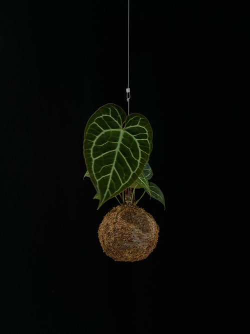 Kokedama di Anthurium magnificum - dettaglio - KOI KOI Milano