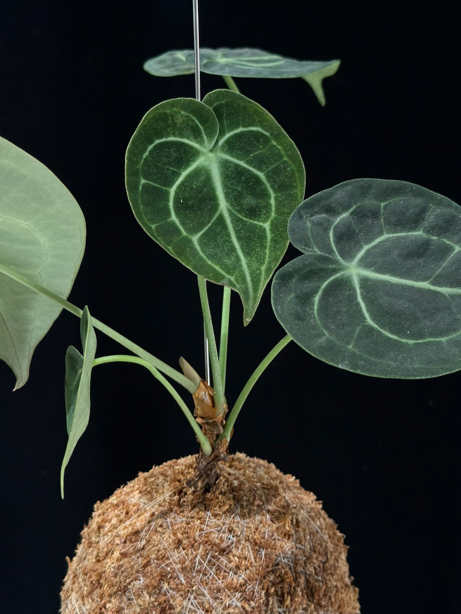 Kokedama di Anthurium clarinervium - Atelier KOI KOI Milano