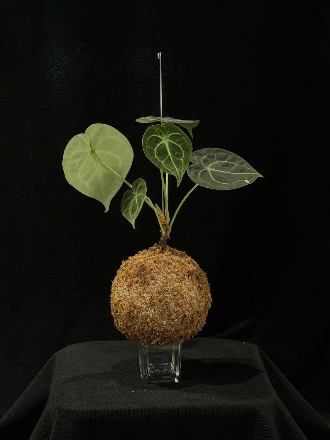 Kokedama di Anthurium clarinervium - dettaglio - KOI KOI Milano