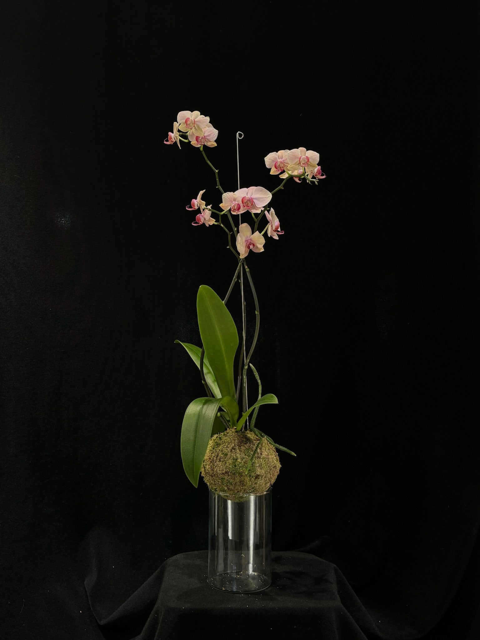 Kokedama di Phalaenopsis mix - dettaglio - KOI KOI Milano