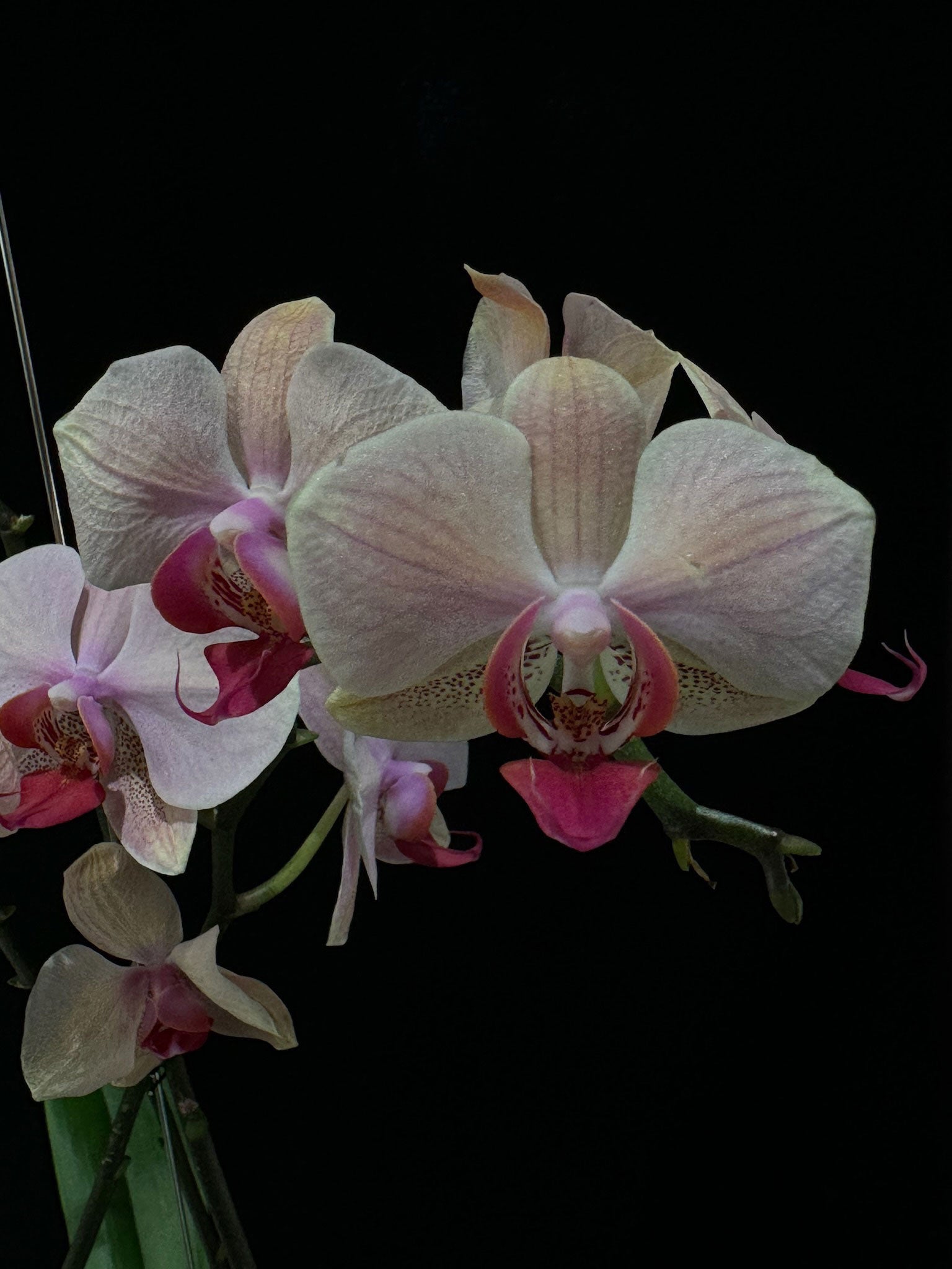 Kokedama di Phalaenopsis mix - Atelier KOI KOI Milano