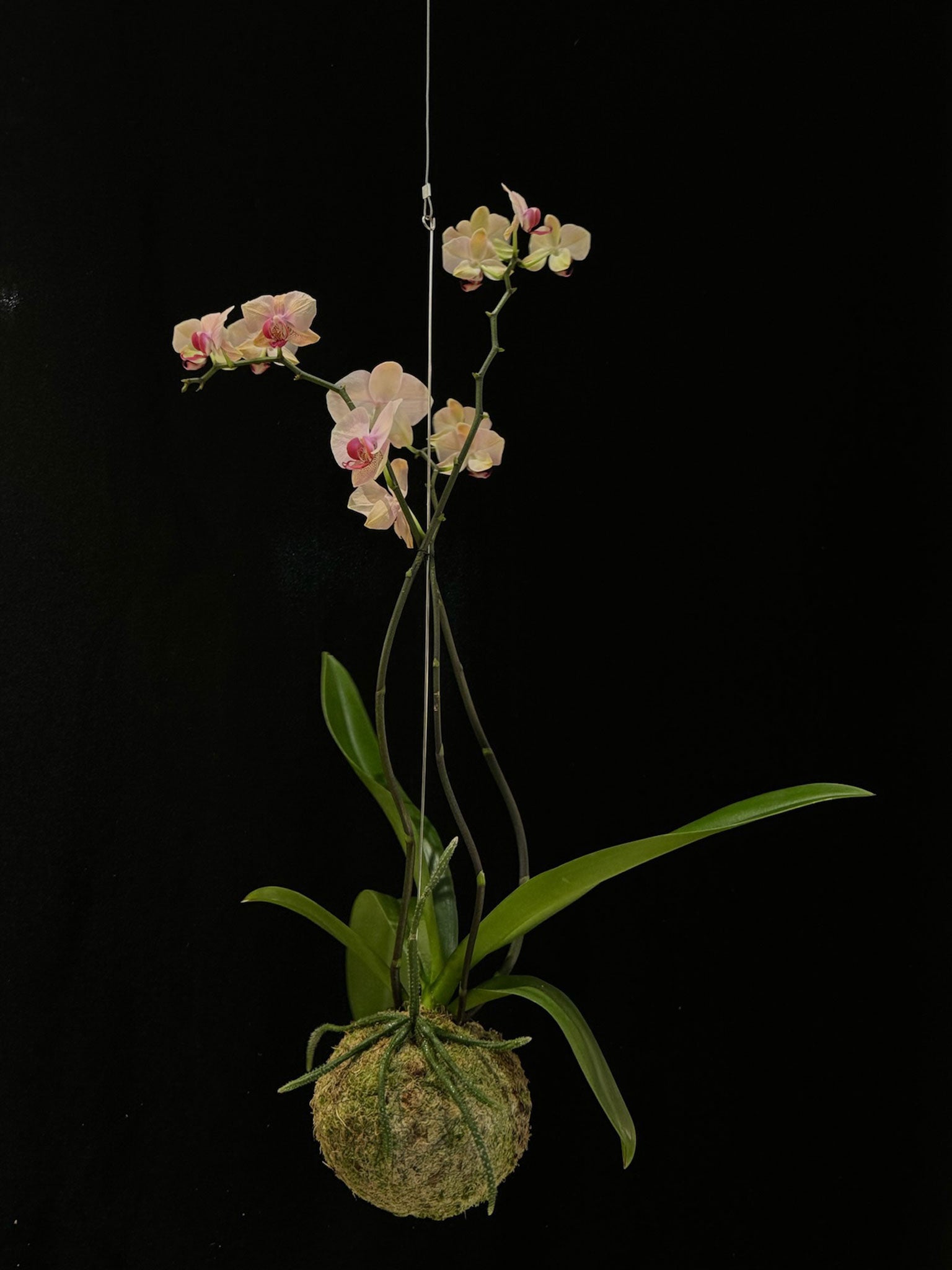 Kokedama di Phalaenopsis mix - dettaglio - KOI KOI Milano