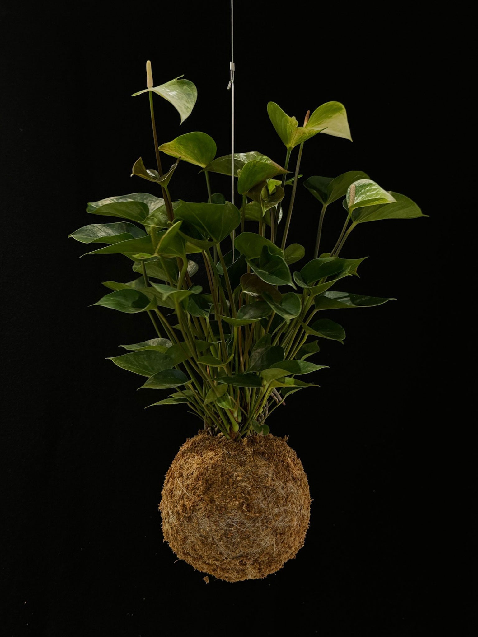 Kokedama di Anthurium 'Princess Alexia Jade' - dettaglio - KOI KOI Milano