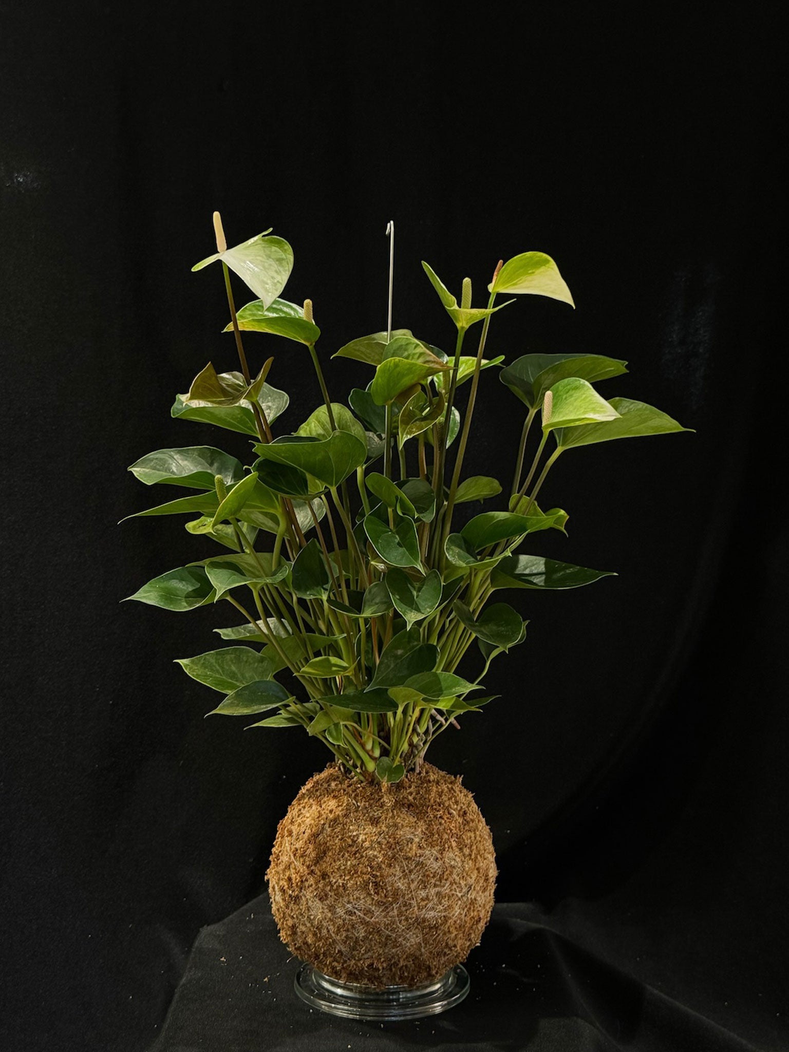 Kokedama di Anthurium 'Princess Alexia Jade' - Atelier KOI KOI Milano