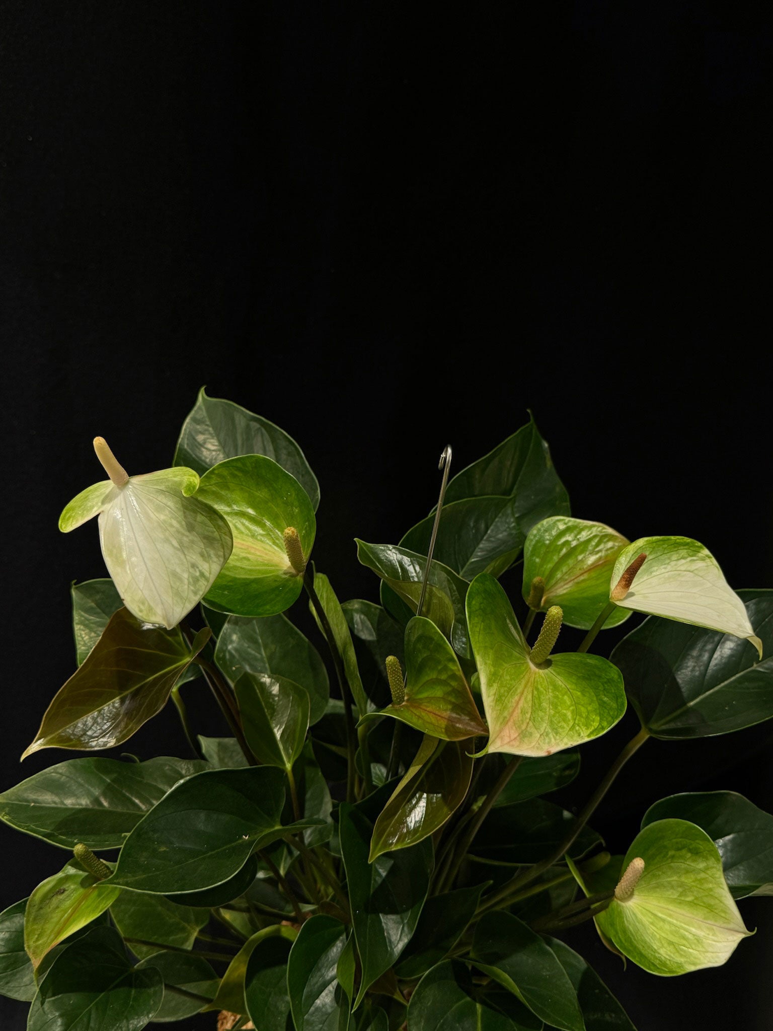 Kokedama di Anthurium 'Princess Alexia Jade' - dettaglio - KOI KOI Milano
