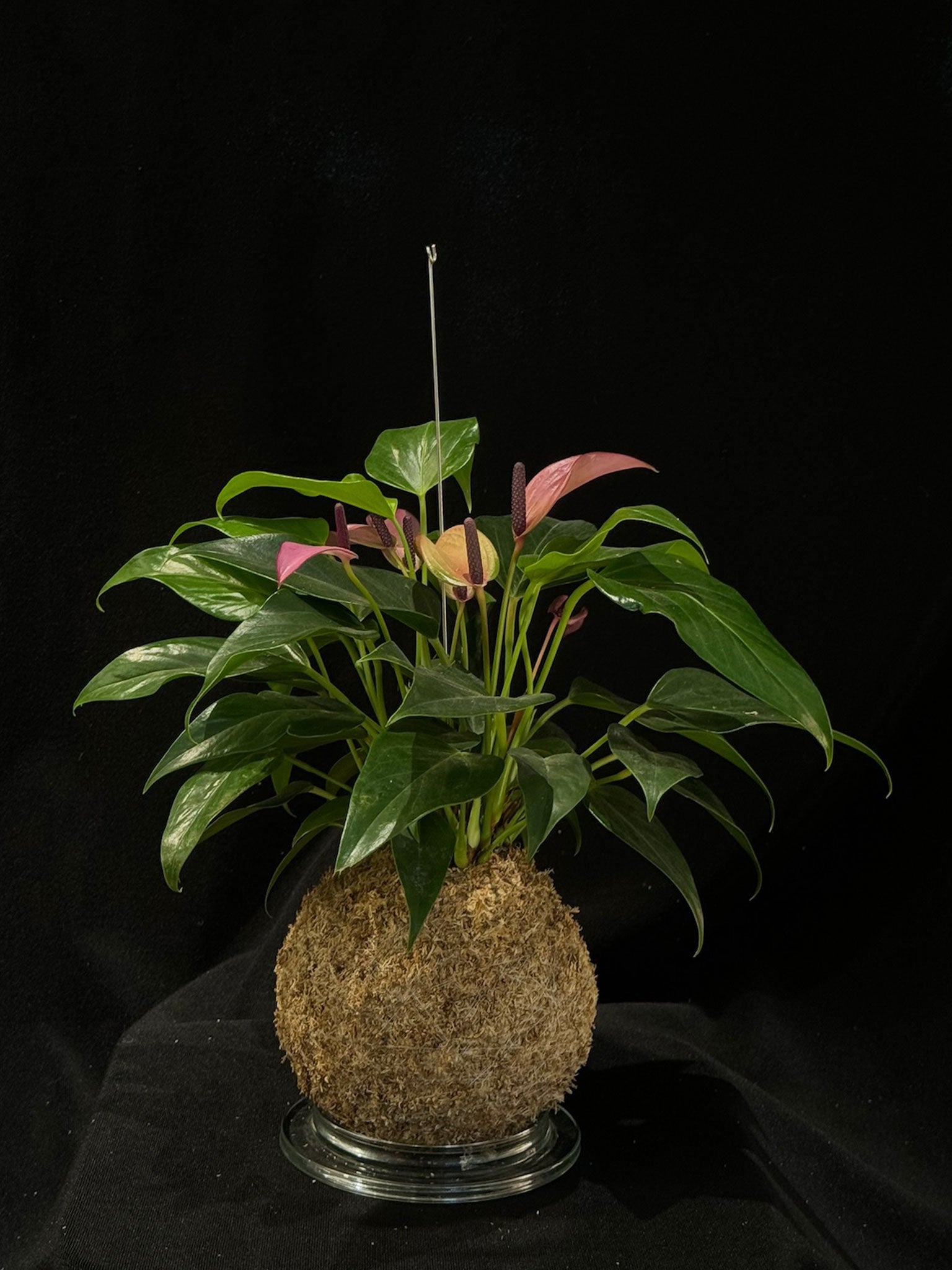 Kokedama di Anthurium 'Zizou Purple' - dettaglio - KOI KOI Milano