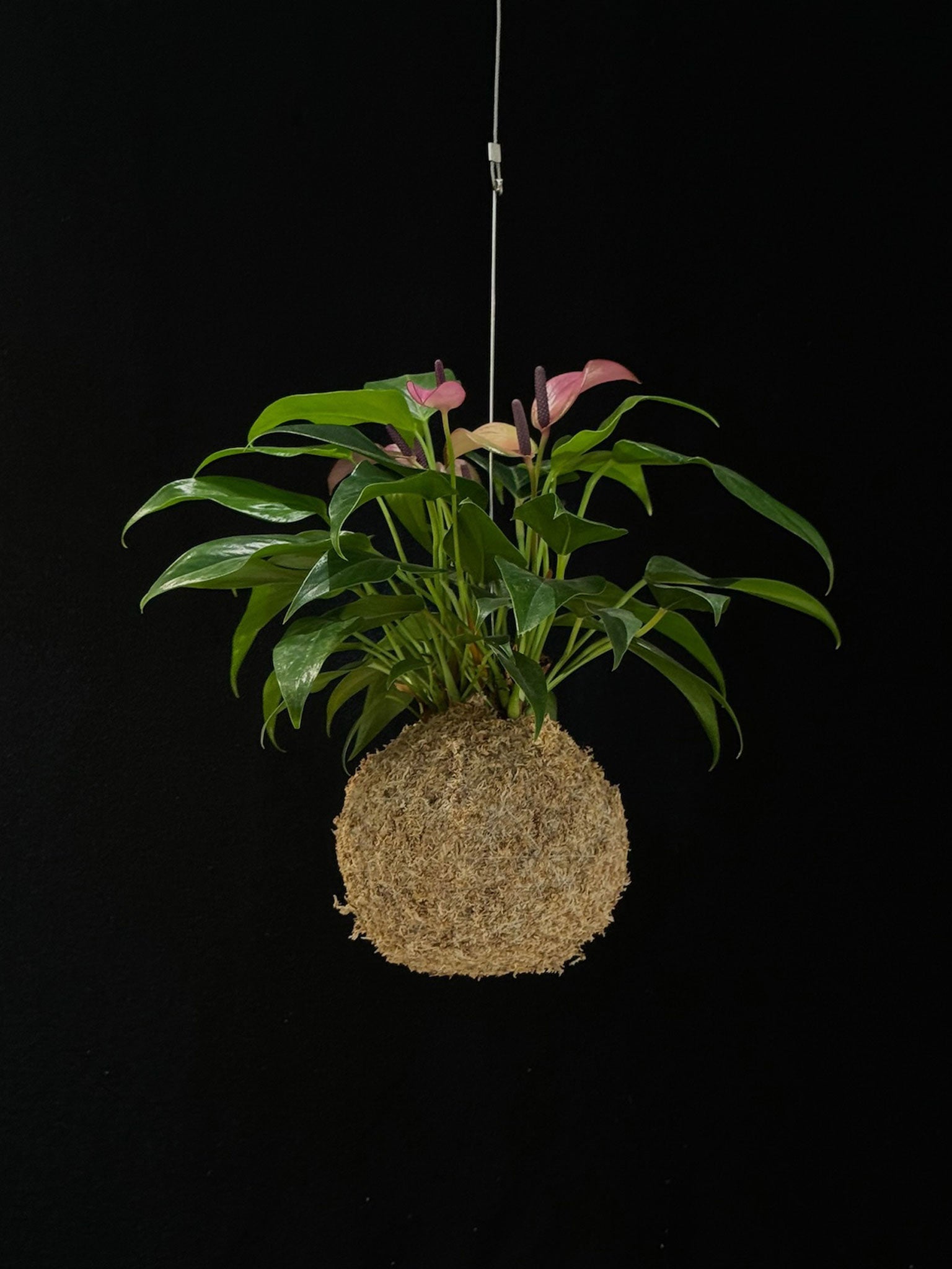 Kokedama di Anthurium 'Zizou Purple' - dettaglio - KOI KOI Milano