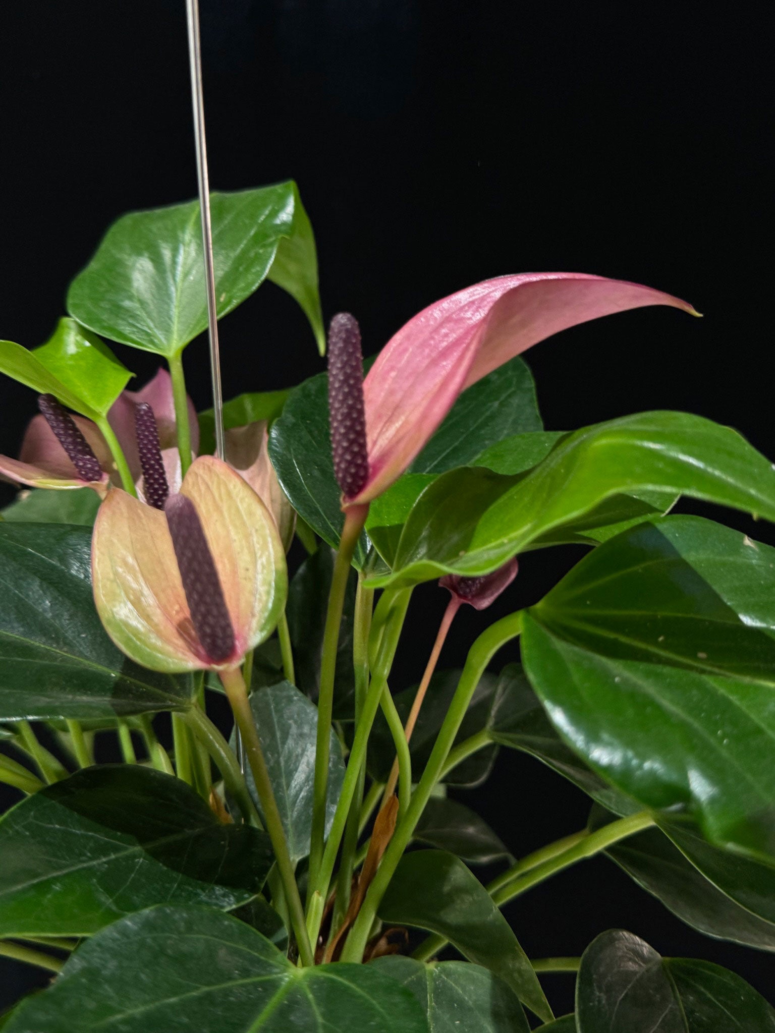 Kokedama di Anthurium 'Zizou Purple' - Atelier KOI KOI Milano