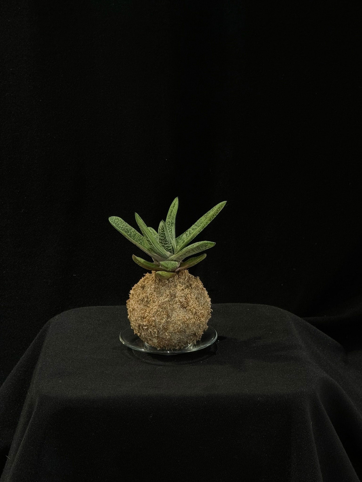 Kokedama di Gasteria - dettaglio - KOI KOI Milano
