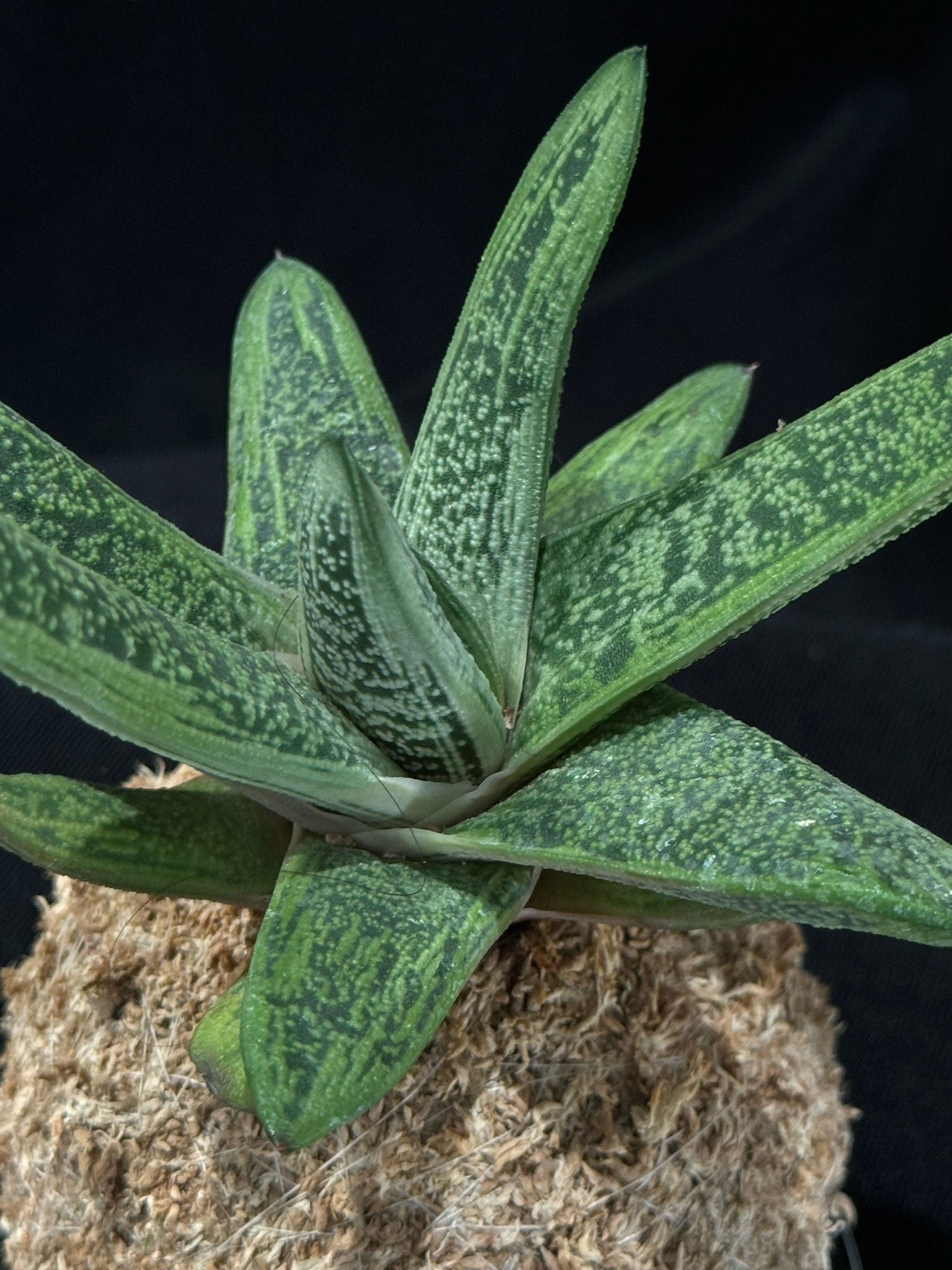 Kokedama di Gasteria - Atelier KOI KOI Milano