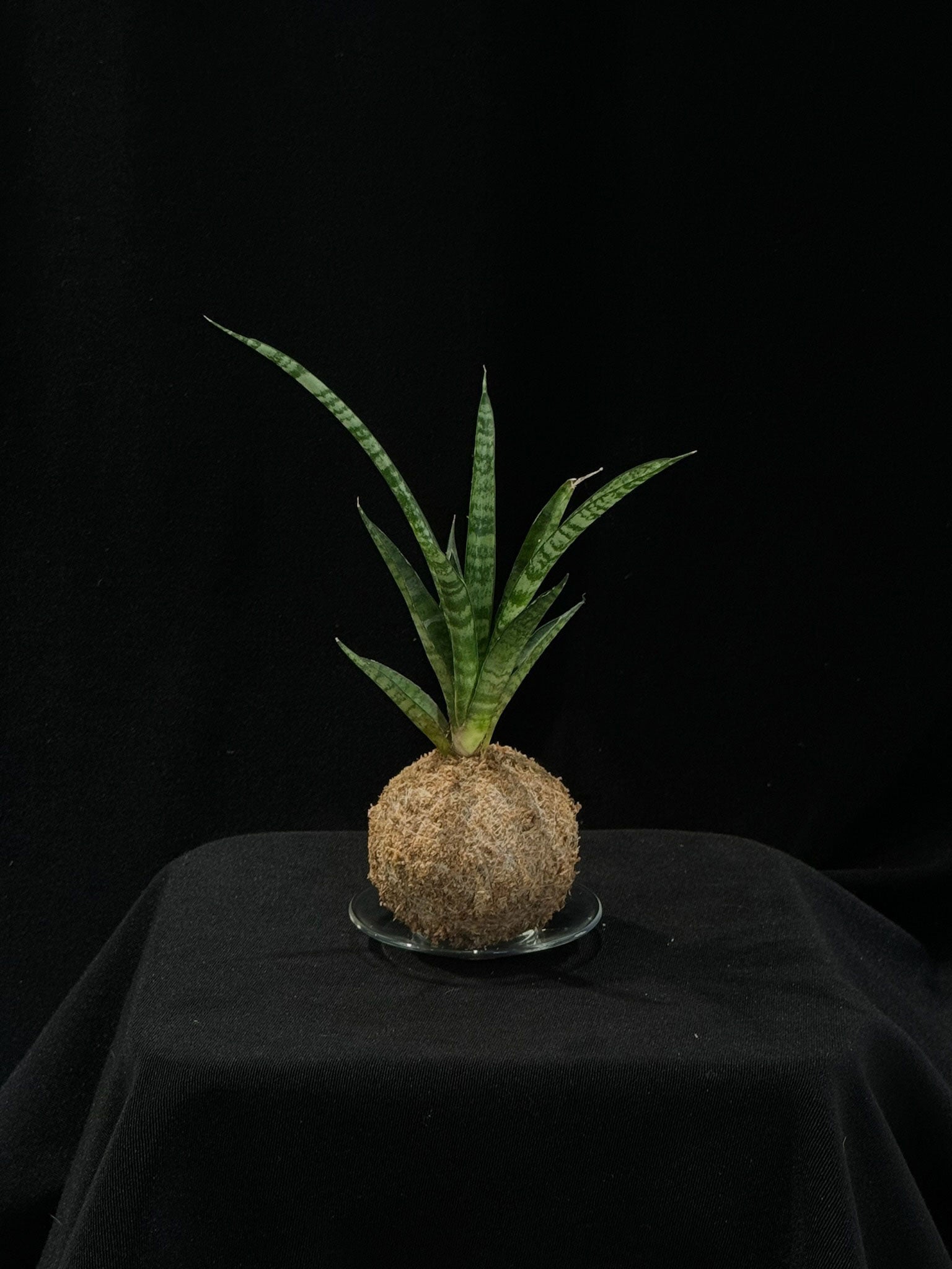 Kokedama di Sansevieria - dettaglio - KOI KOI Milano