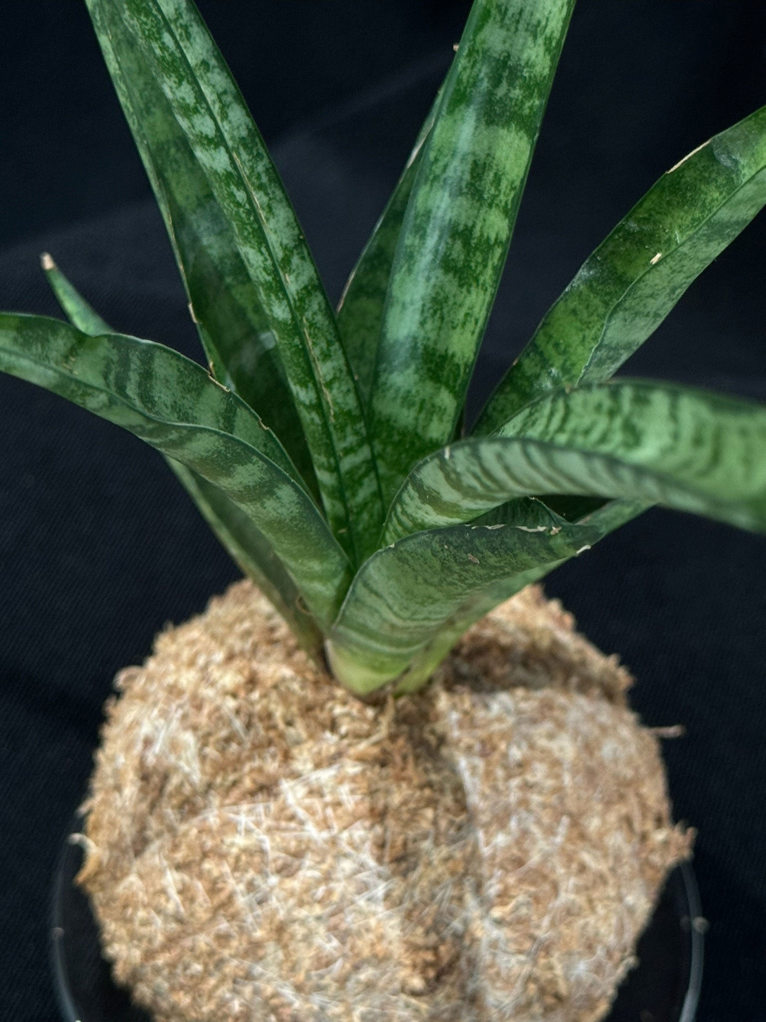 Kokedama di Sansevieria - dettaglio - KOI KOI Milano