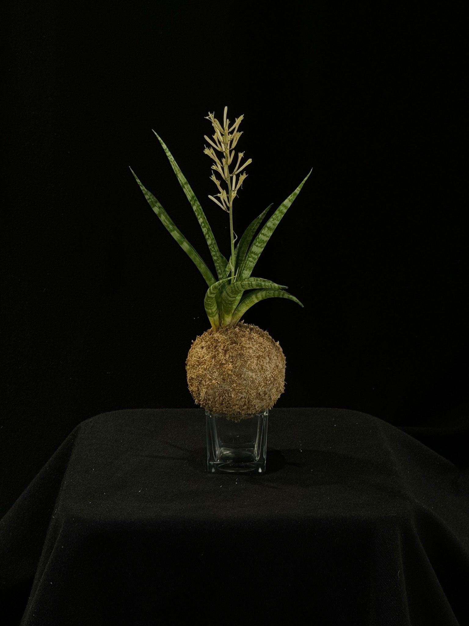 Kokedama di Sansevieria - dettaglio - KOI KOI Milano