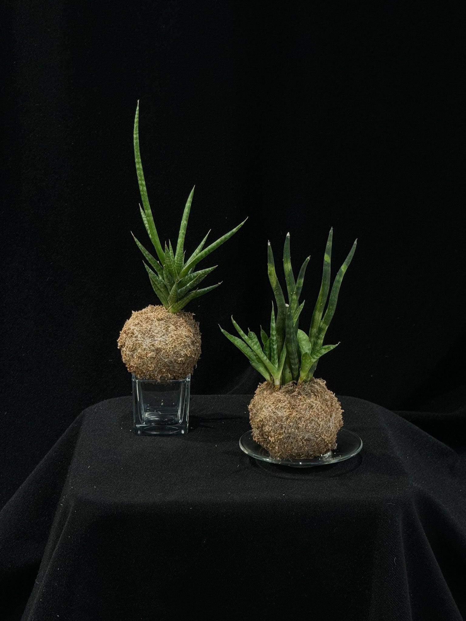 Kokedama di Sansevieria - Atelier KOI KOI Milano