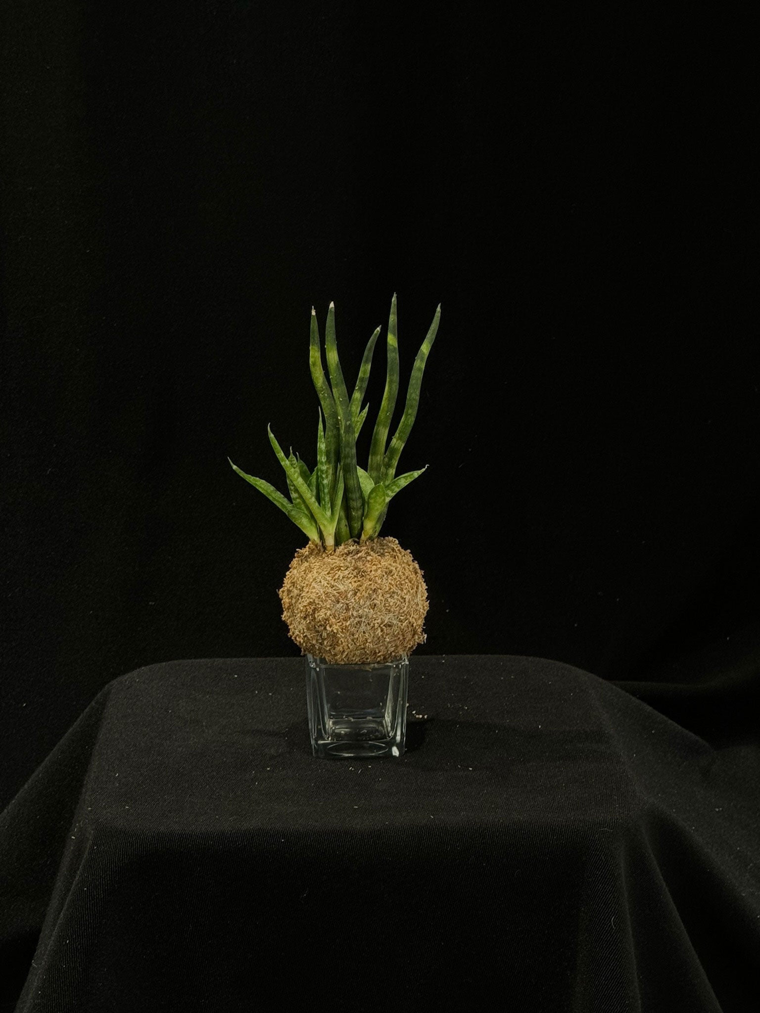 Kokedama di Sansevieria - dettaglio - KOI KOI Milano