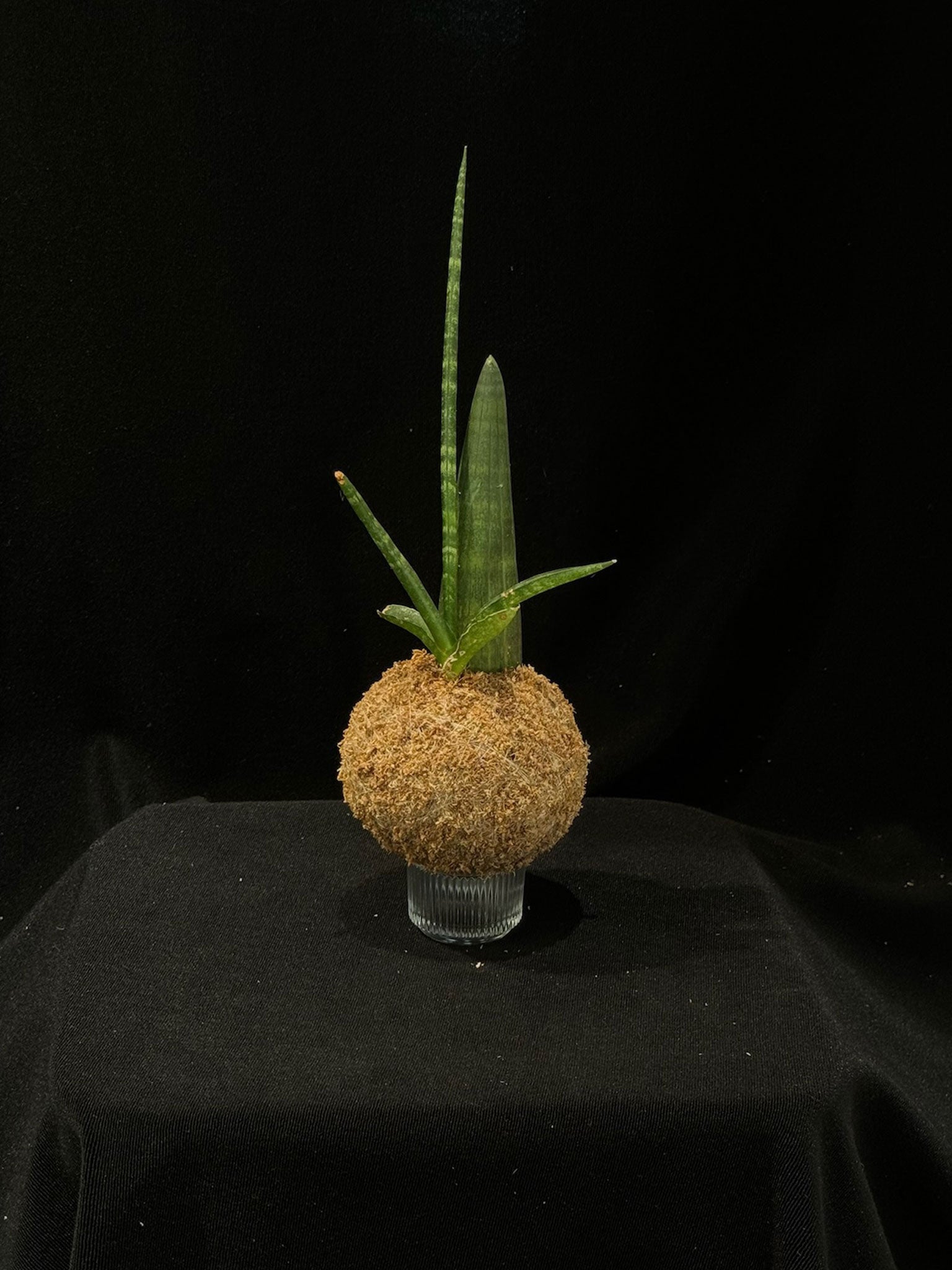 Kokedama di Sansevieria cylindrica - Atelier KOI KOI Milano