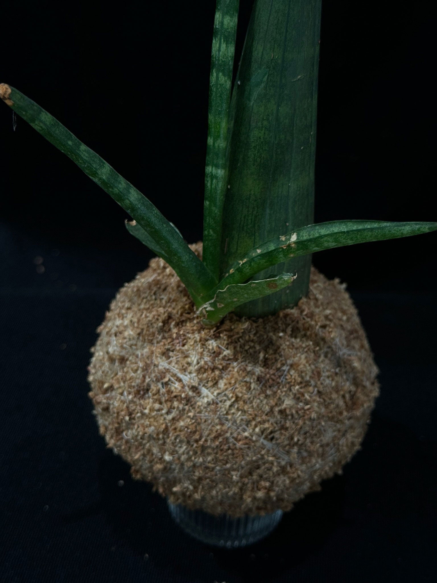 Kokedama di Sansevieria cylindrica - dettaglio - KOI KOI Milano