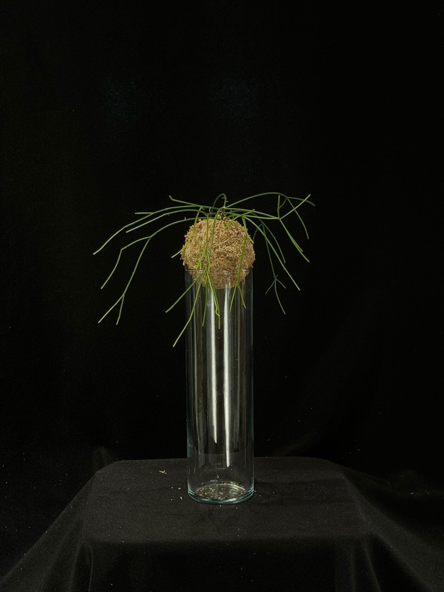 Kokedama di Rhipsalis baccifera 'Oasis' - dettaglio - KOI KOI Milano
