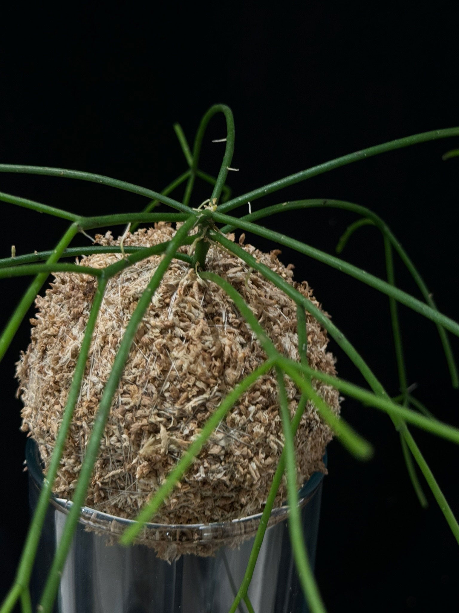 Kokedama di Rhipsalis baccifera 'Oasis' - Atelier KOI KOI Milano