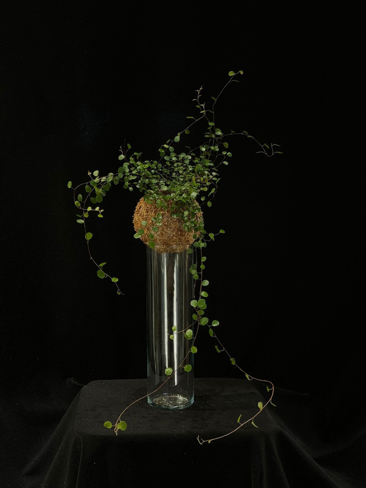 Kokedama di Muehlenbeckia complexa - dettaglio - KOI KOI Milano
