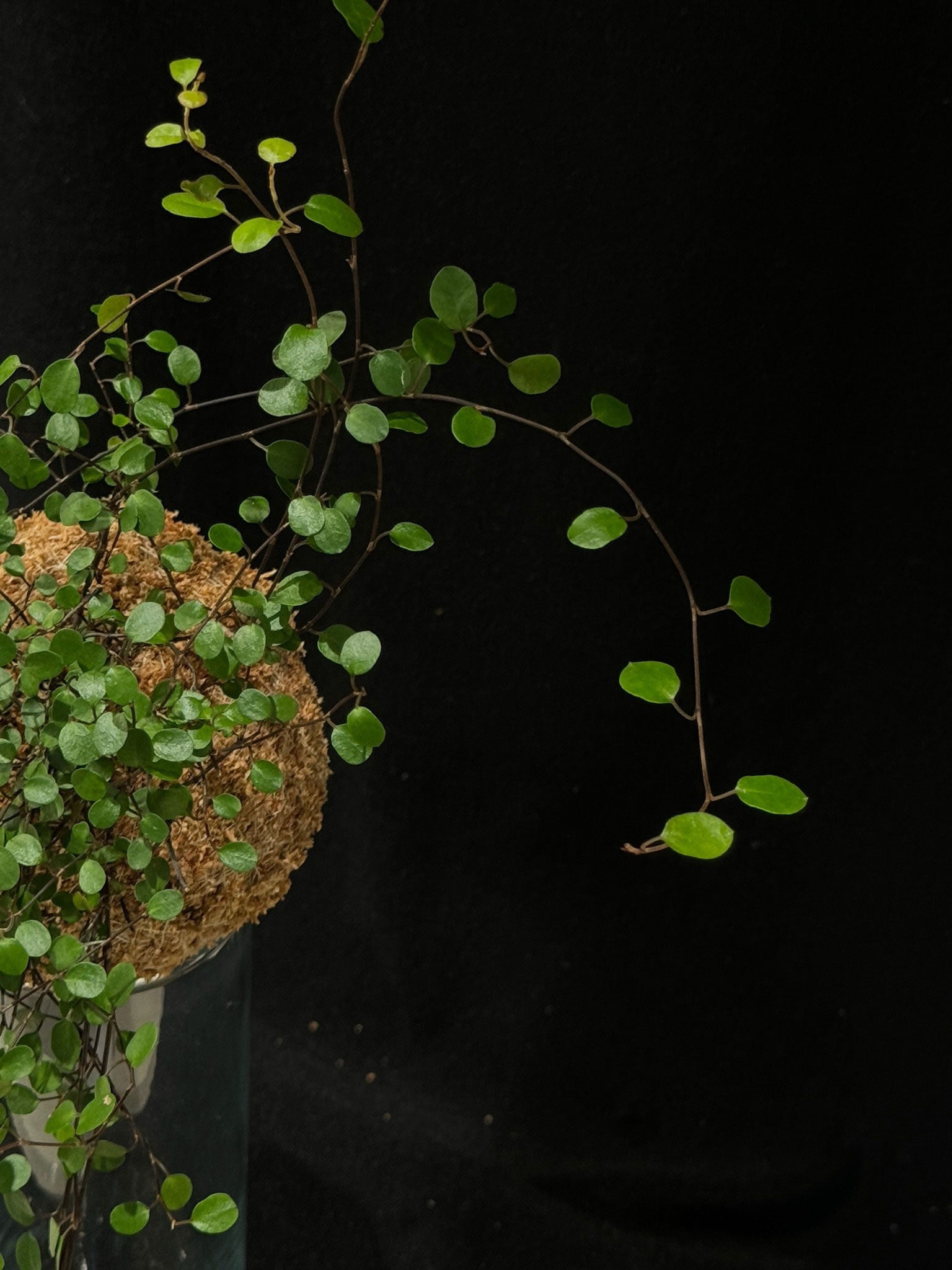 Kokedama di Muehlenbeckia complexa - Atelier KOI KOI Milano