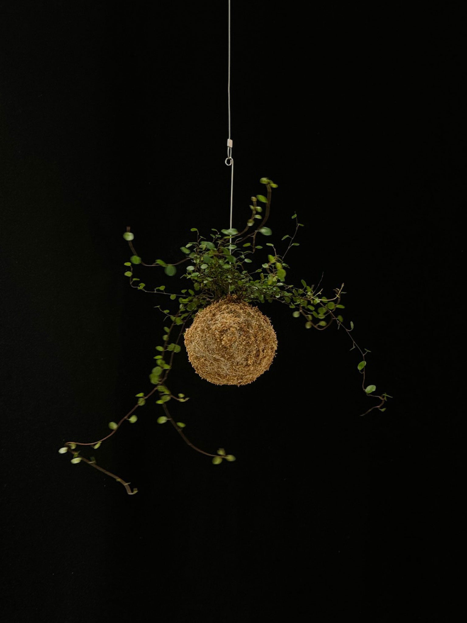 Kokedama di Muehlenbeckia complexa - dettaglio - KOI KOI Milano