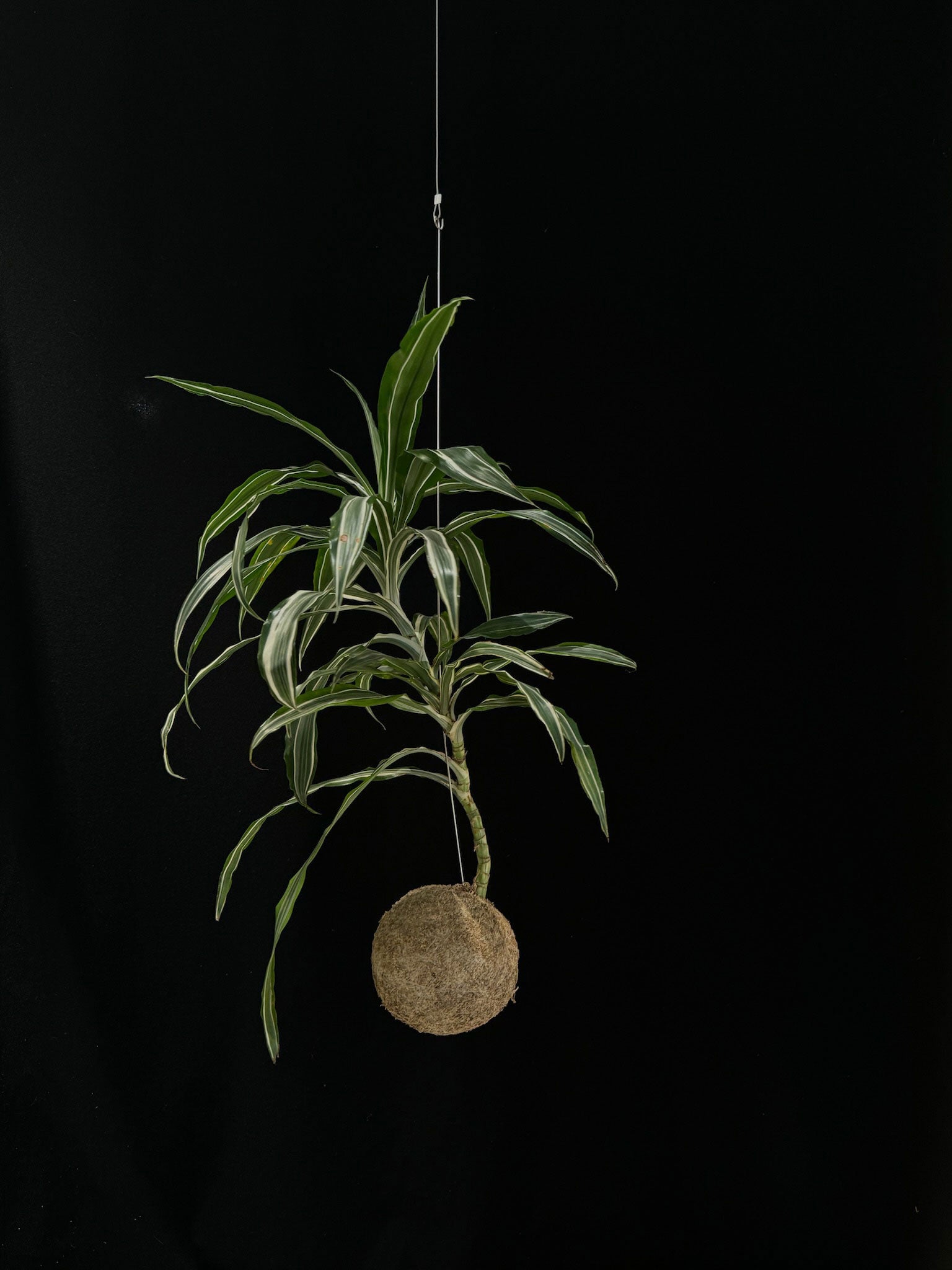 Kokedama di Dracaena fragrans 'Jade Jewel' - Atelier KOI KOI Milano