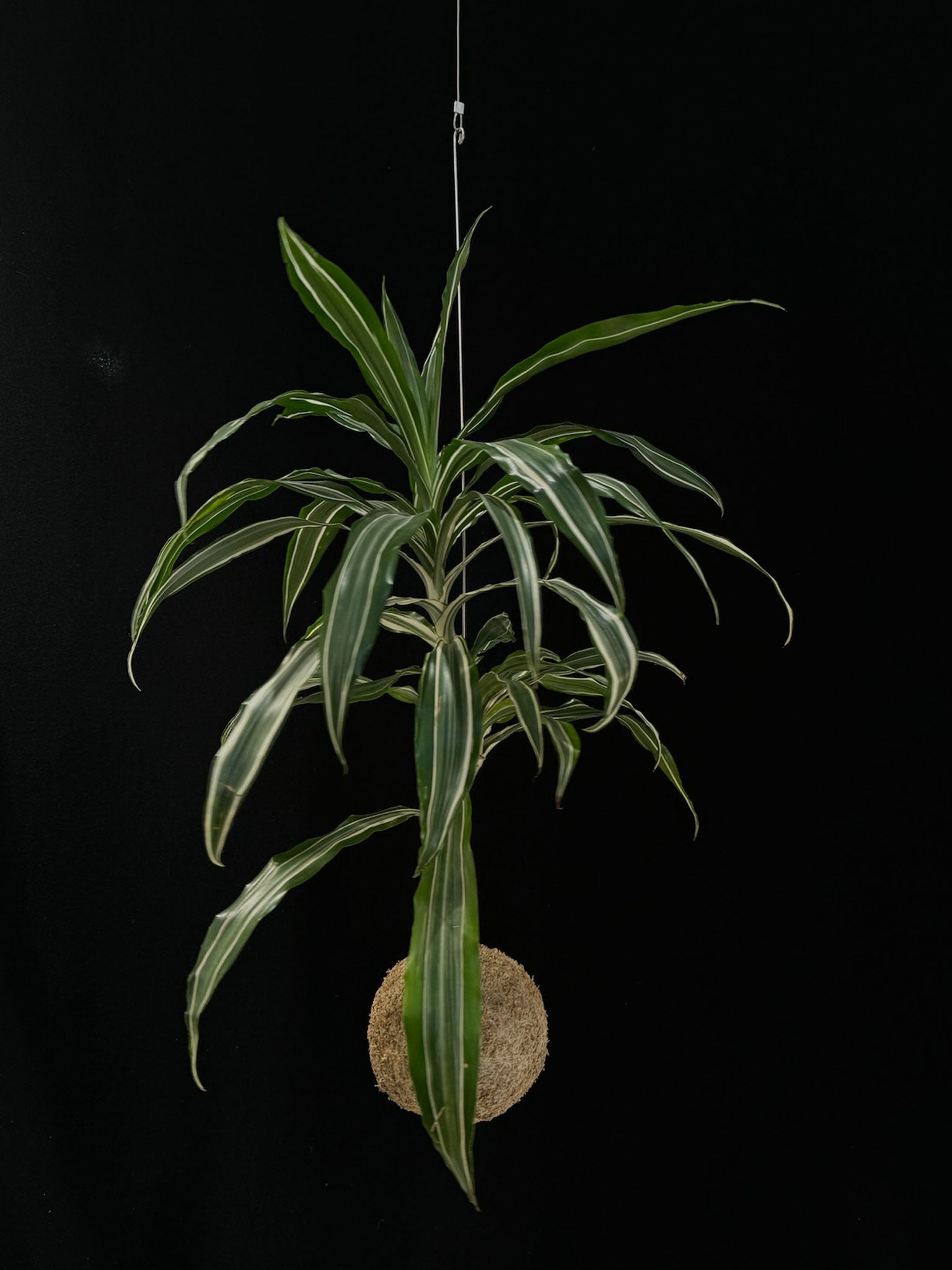 Kokedama di Dracaena fragrans 'Jade Jewel' - dettaglio - KOI KOI Milano