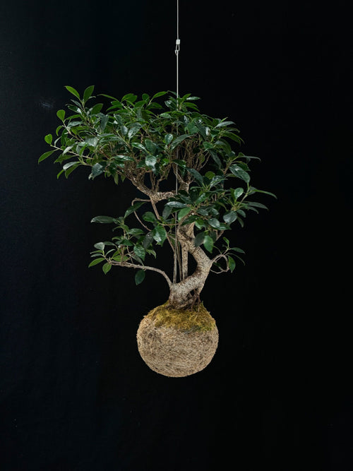 Kokedama di Ficus retusa Bonsai - Atelier KOI KOI Milano