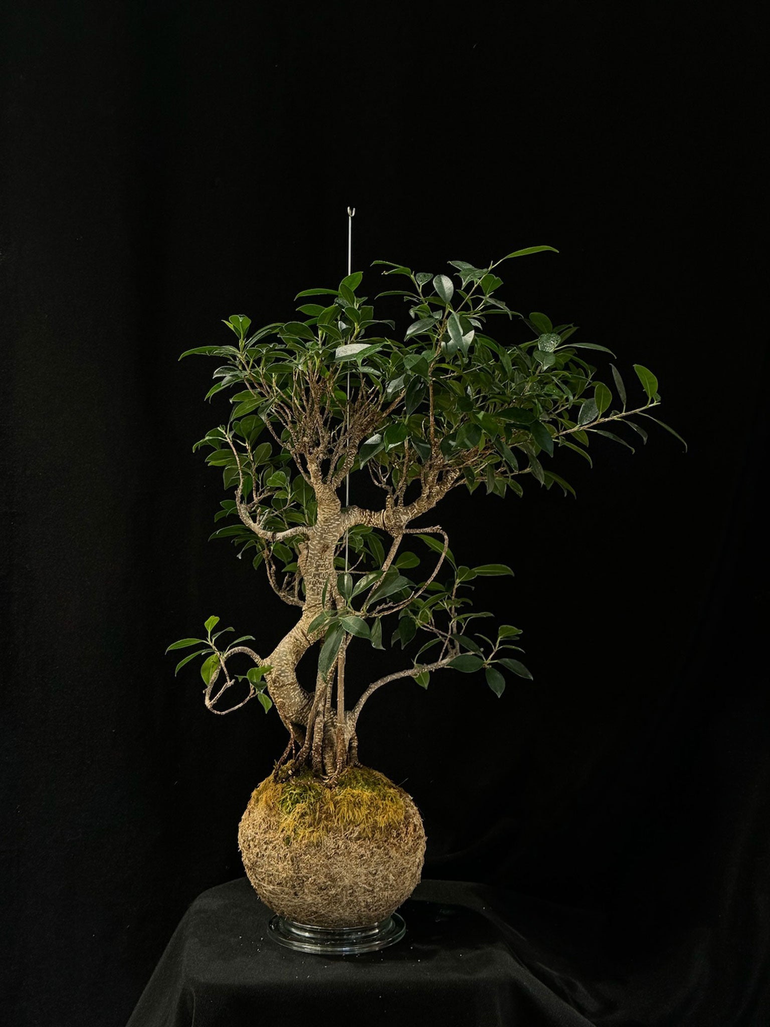 Kokedama di Ficus retusa Bonsai - dettaglio - KOI KOI Milano