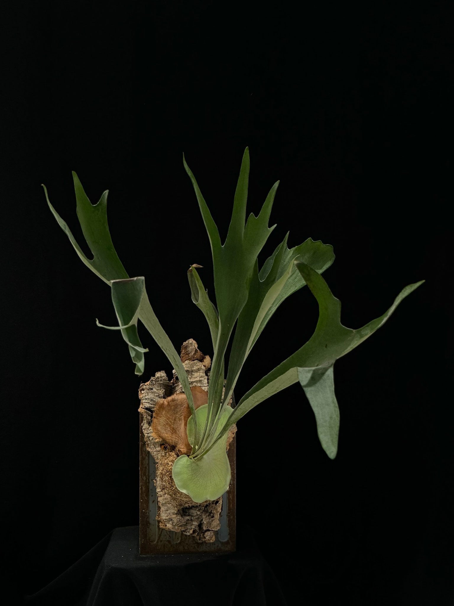 Zattera botanica con Platycerium bifurcatum - KOI KOI Milano