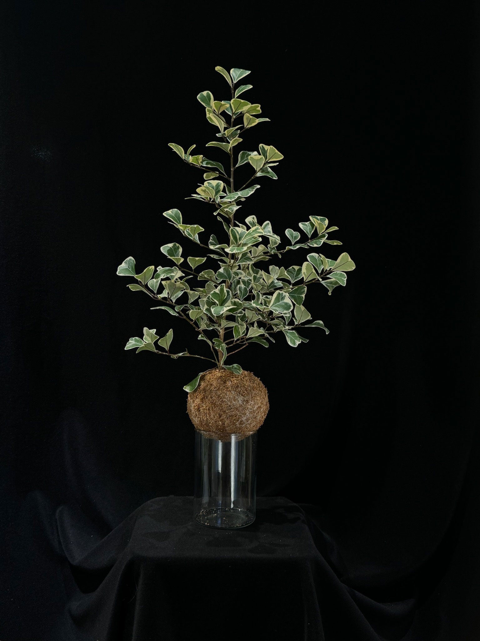 Kokedama di Ficus triangularis 'Sweetheart' - Atelier KOI KOI Milano