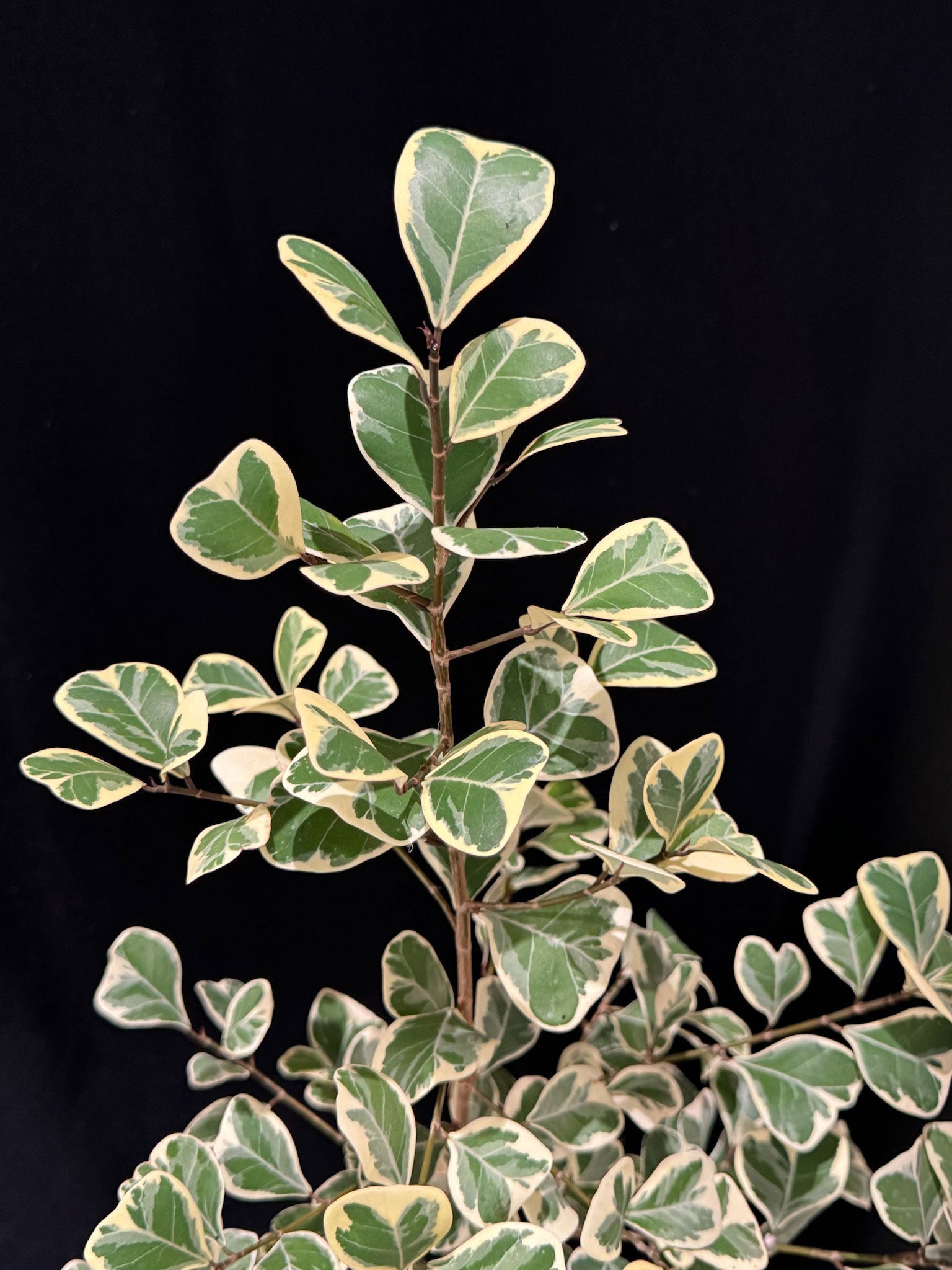 Kokedama di Ficus triangularis 'Sweetheart' - dettaglio - KOI KOI Milano