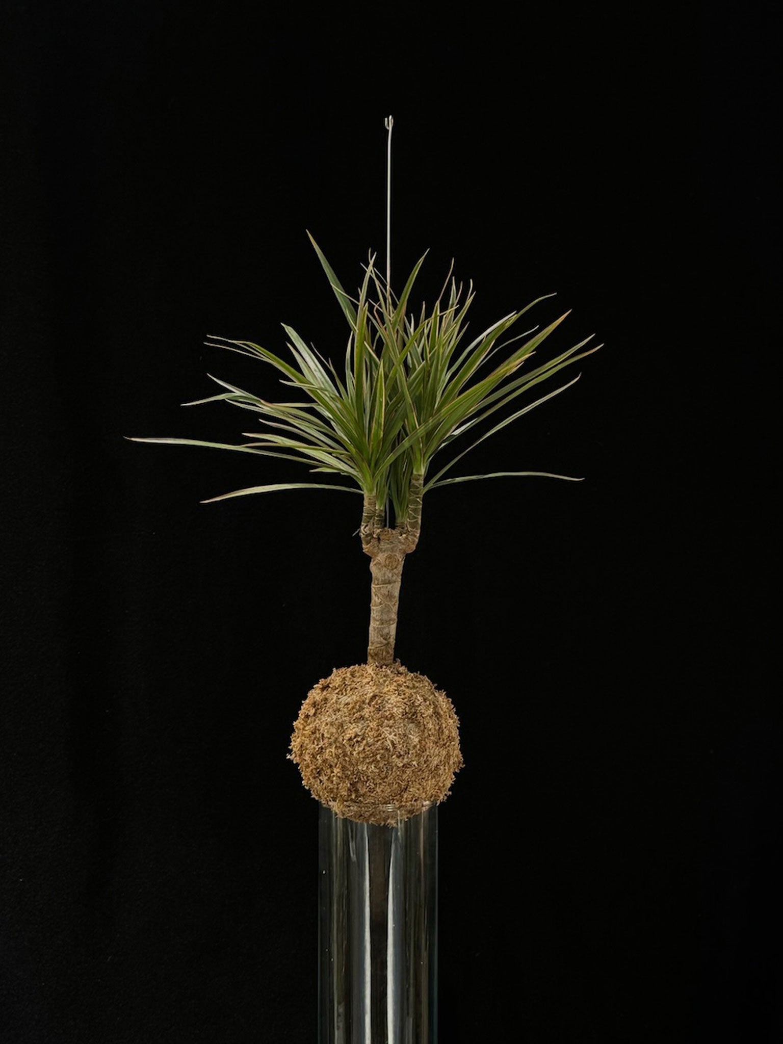 Kokedama di Dracaena marginata - Atelier KOI KOI Milano