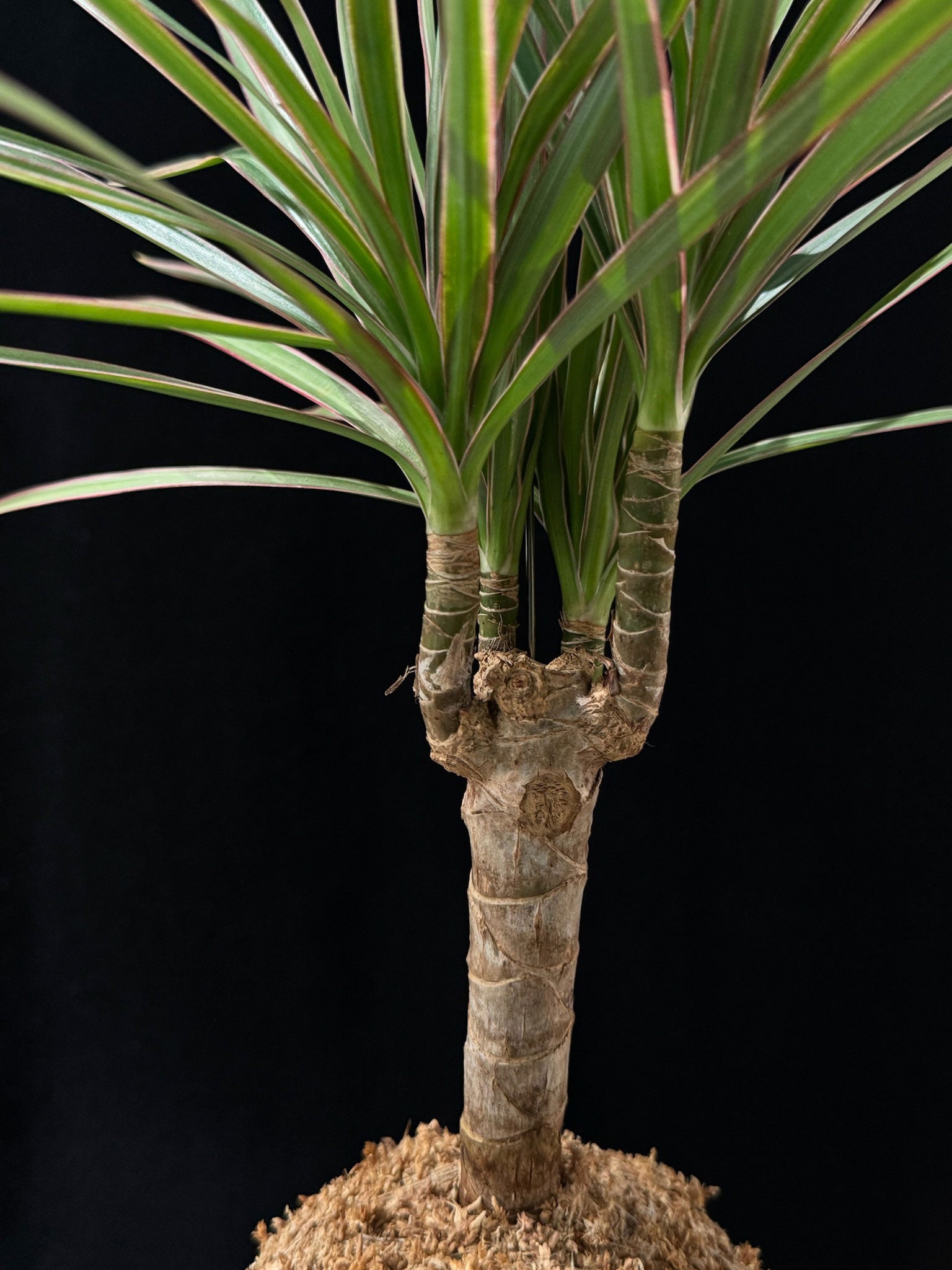 Kokedama di Dracaena marginata - dettaglio - KOI KOI Milano