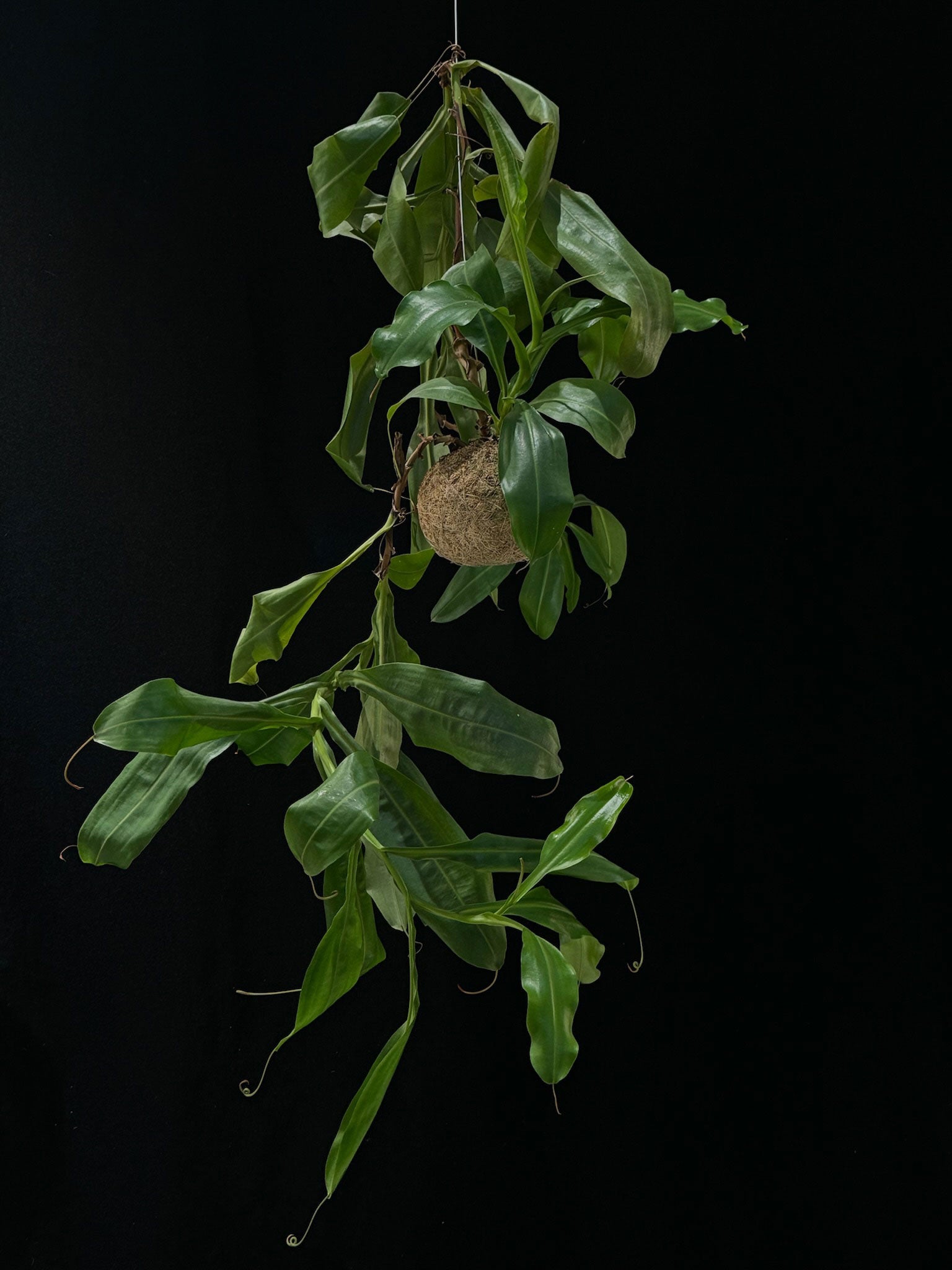 Kokedama di Nepenthes maxima - dettaglio - KOI KOI Milano