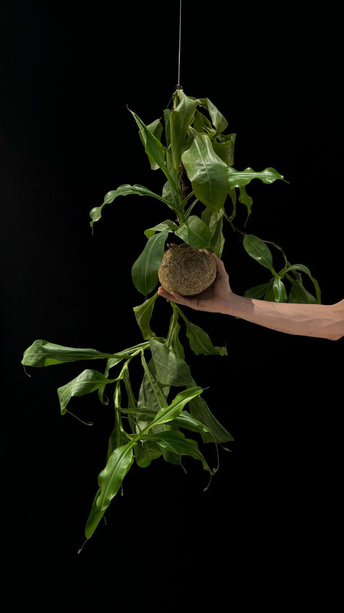 Kokedama di Nepenthes maxima - Atelier KOI KOI Milano