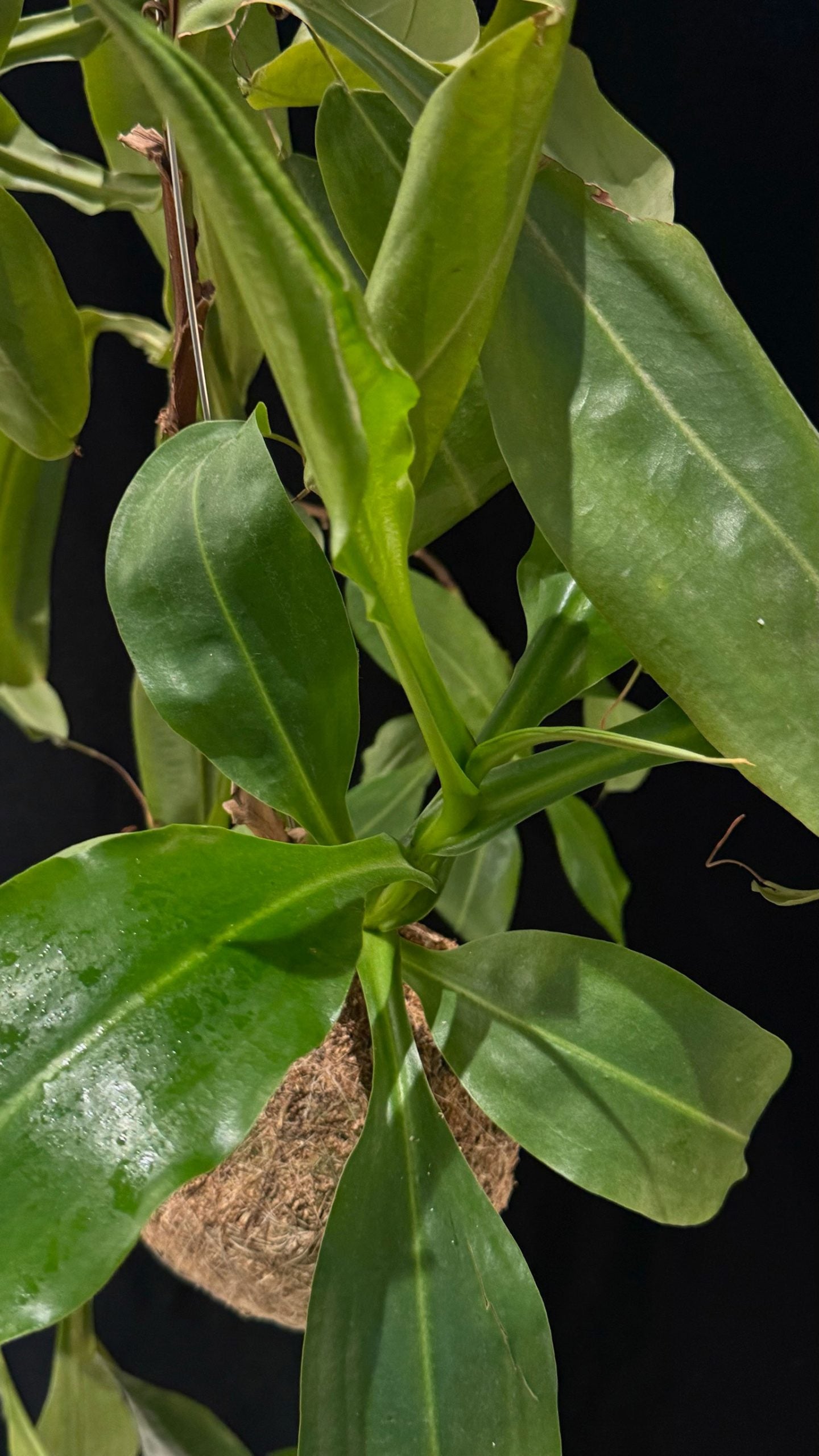 Kokedama di Nepenthes maxima - dettaglio - KOI KOI Milano