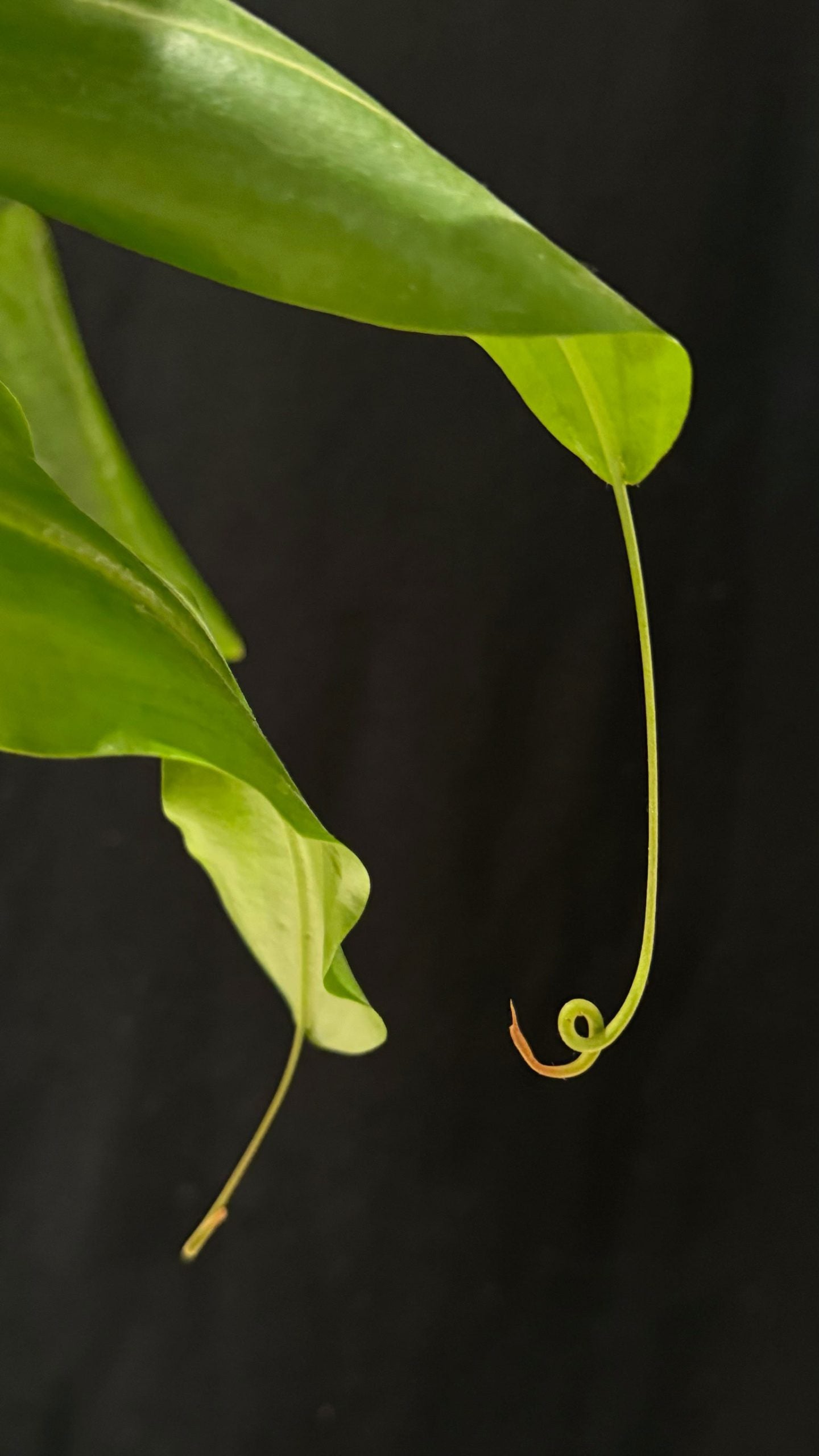 Kokedama di Nepenthes maxima - dettaglio - KOI KOI Milano