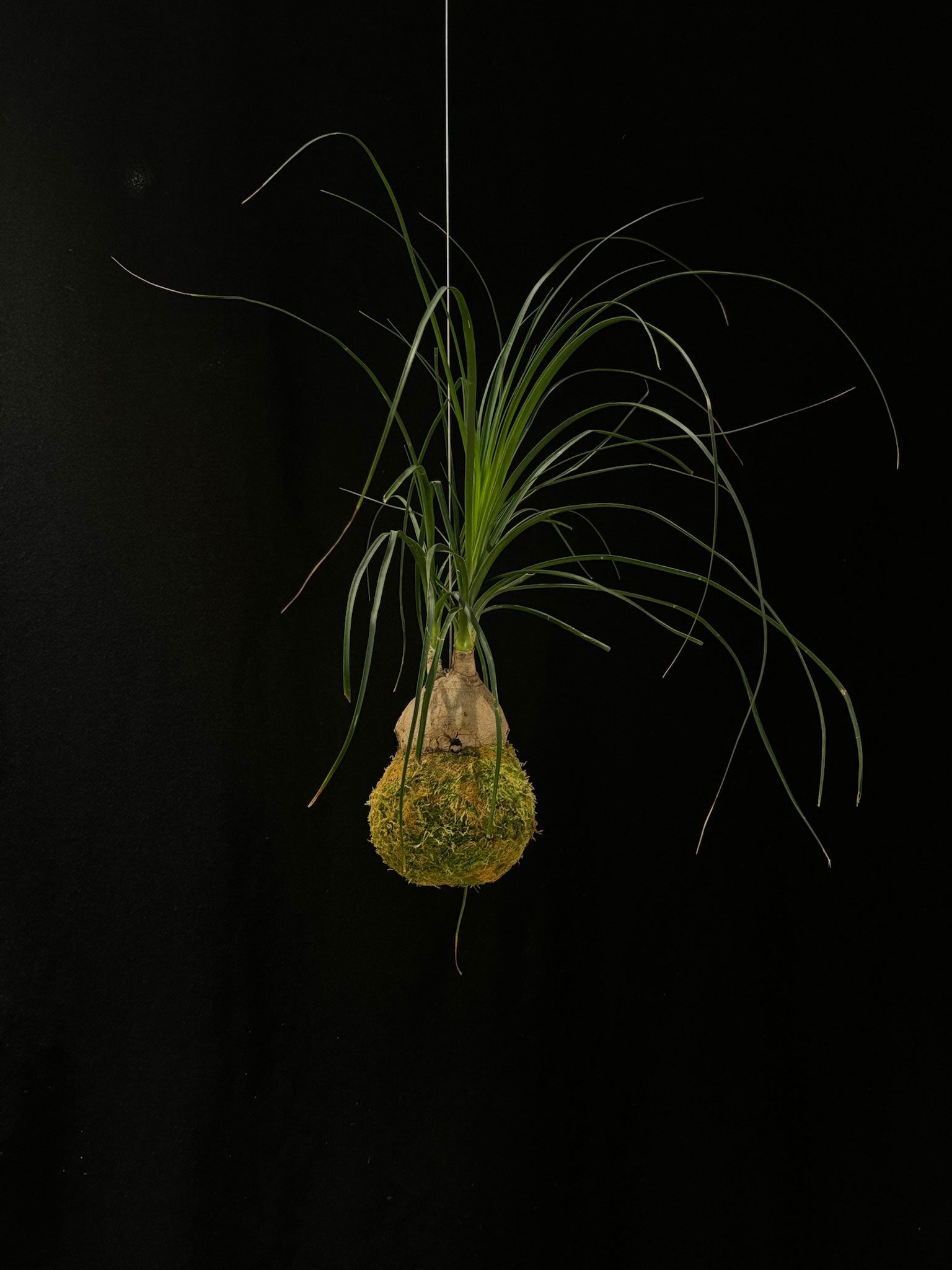 Kokedama di Beaucarnea recurvata - Atelier KOI KOI Milano