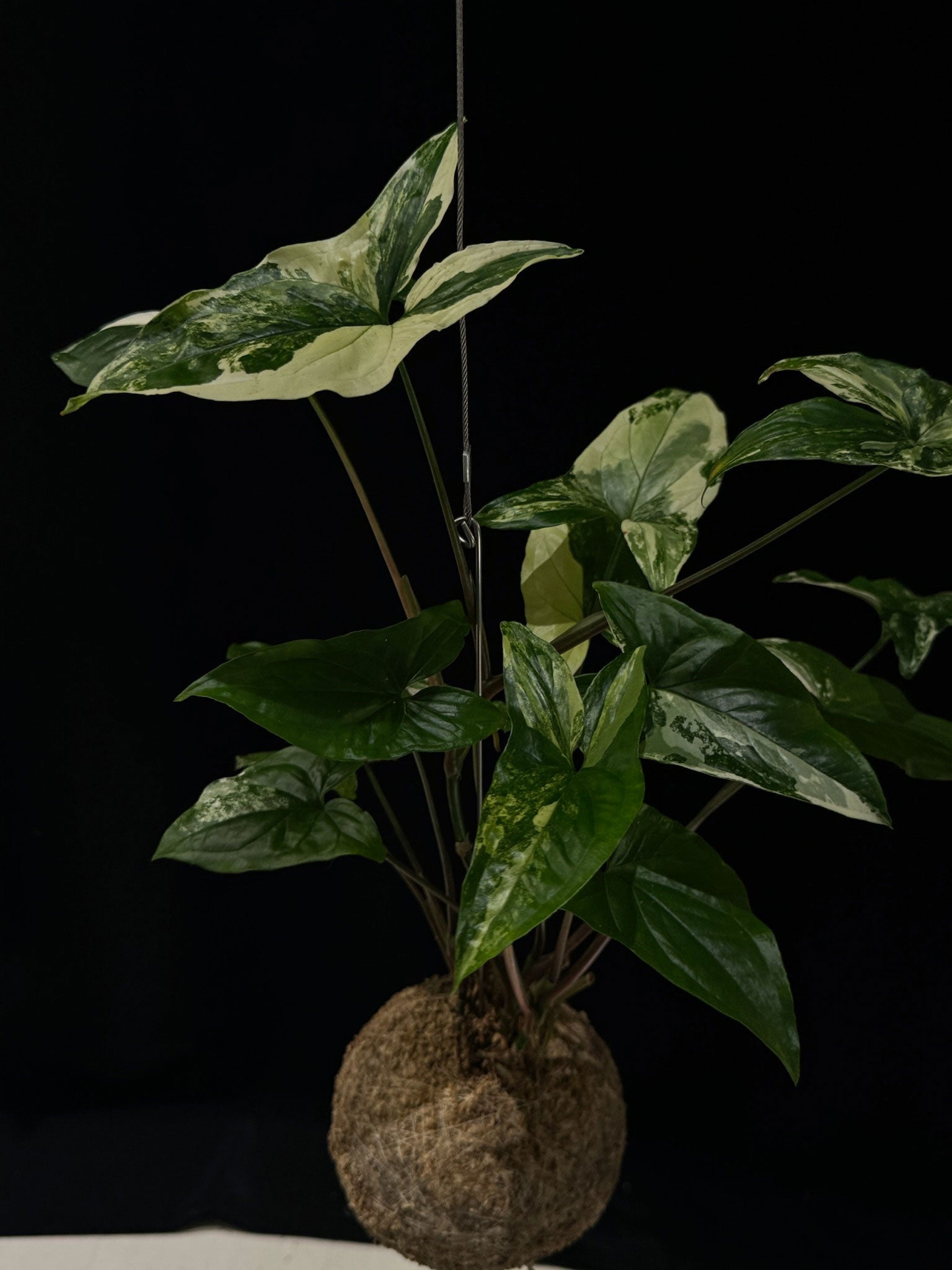 Kokedama di Syngonium 'Albo Variegatum' - Atelier KOI KOI Milano