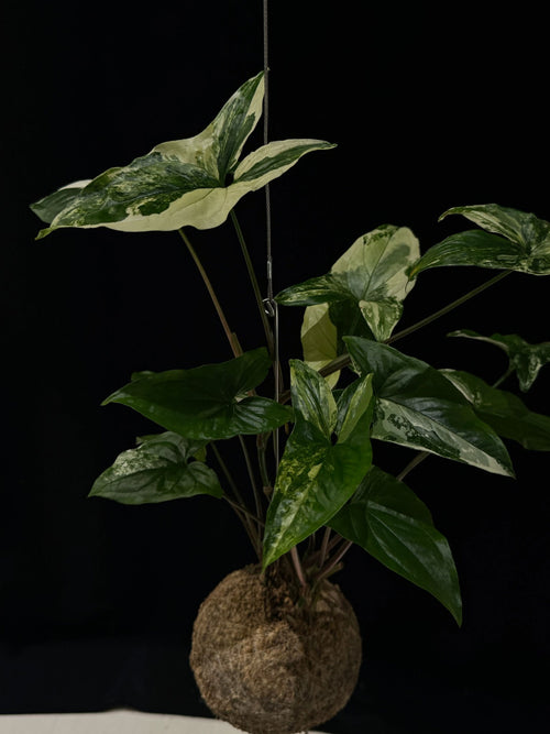 Kokedama di Syngonium 'Albo Variegatum' - Atelier KOI KOI Milano