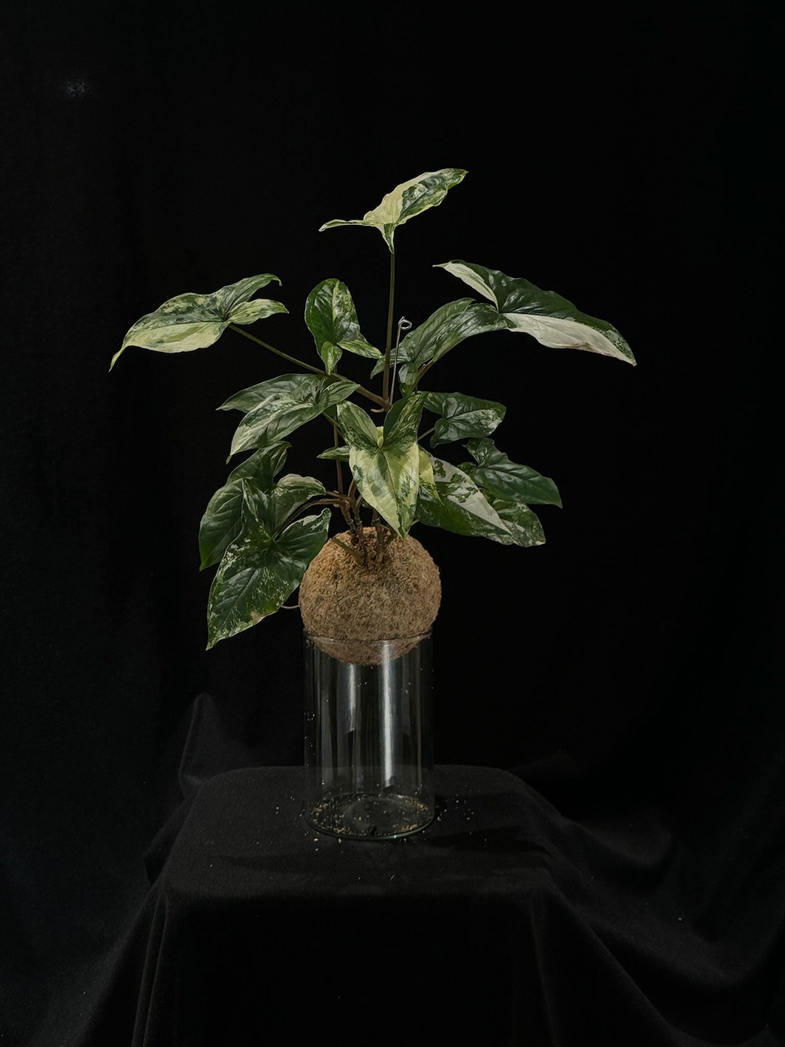 Kokedama di Syngonium 'Albo Variegatum' - dettaglio - KOI KOI Milano